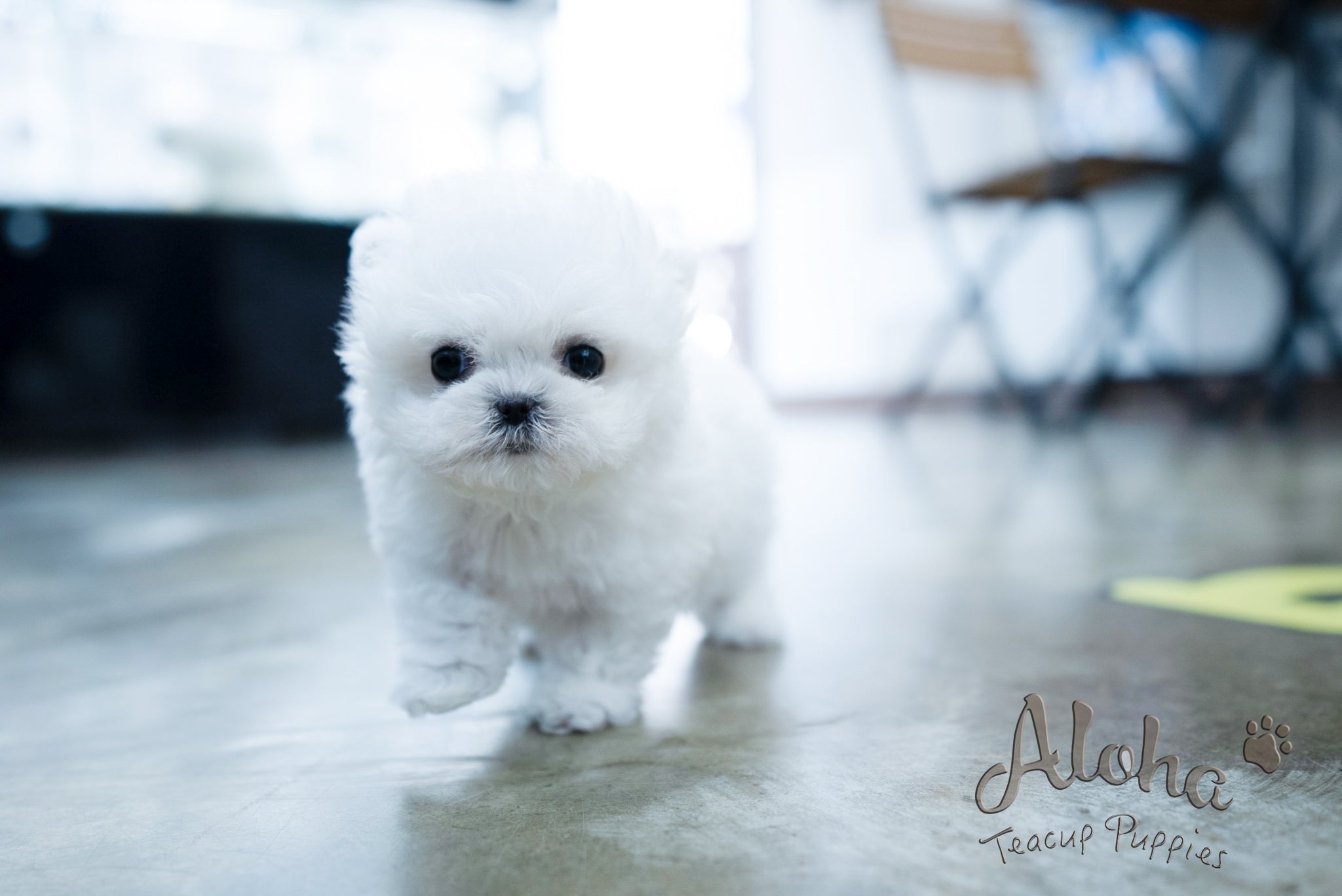 Angela [TEACUP BICHON]