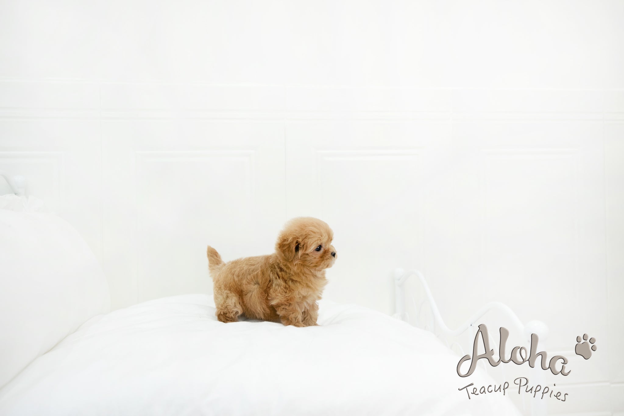 Ruby [MALTIPOO TOY]