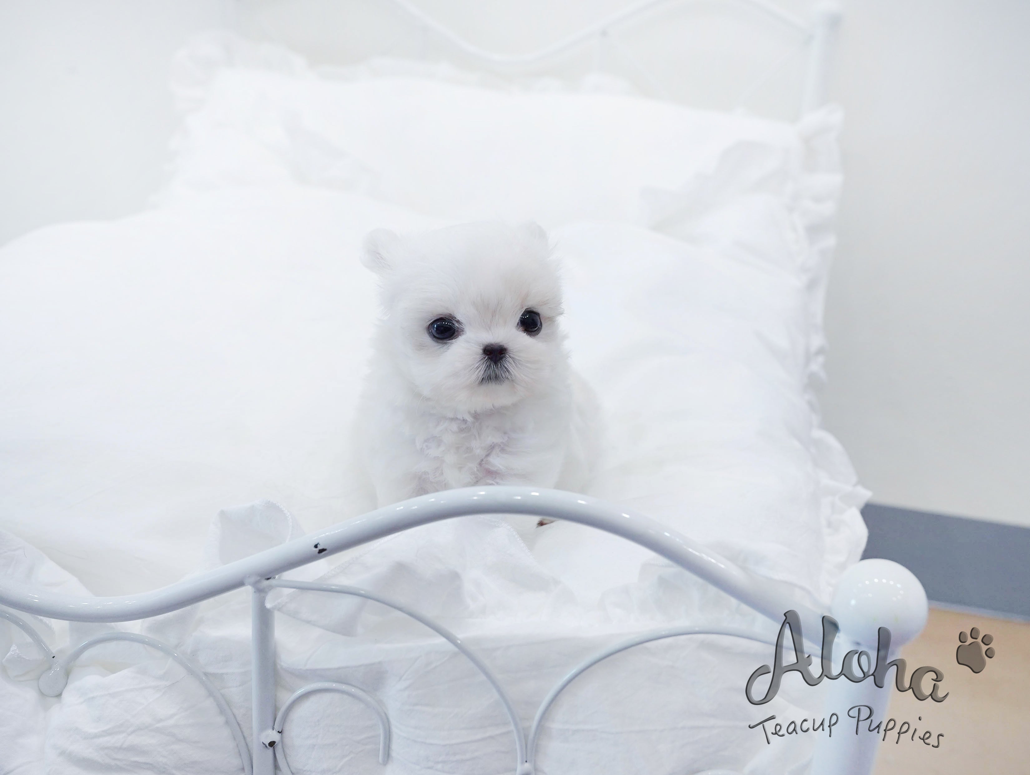 Ben [TEACUP MALTESE]