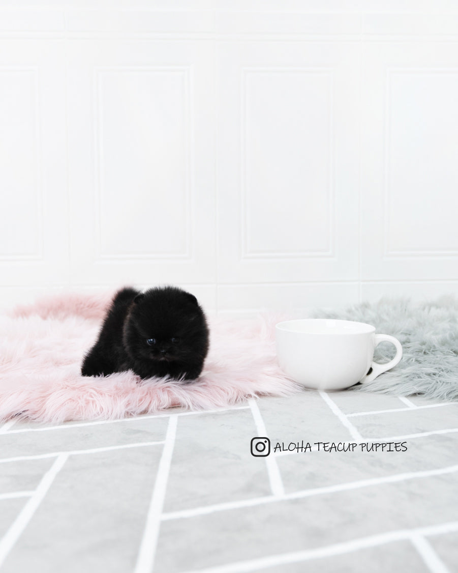 Mika [POMERANIAN]