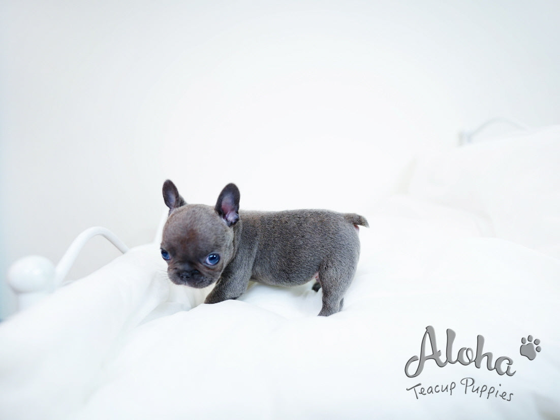 Bentley [TEACUP French]