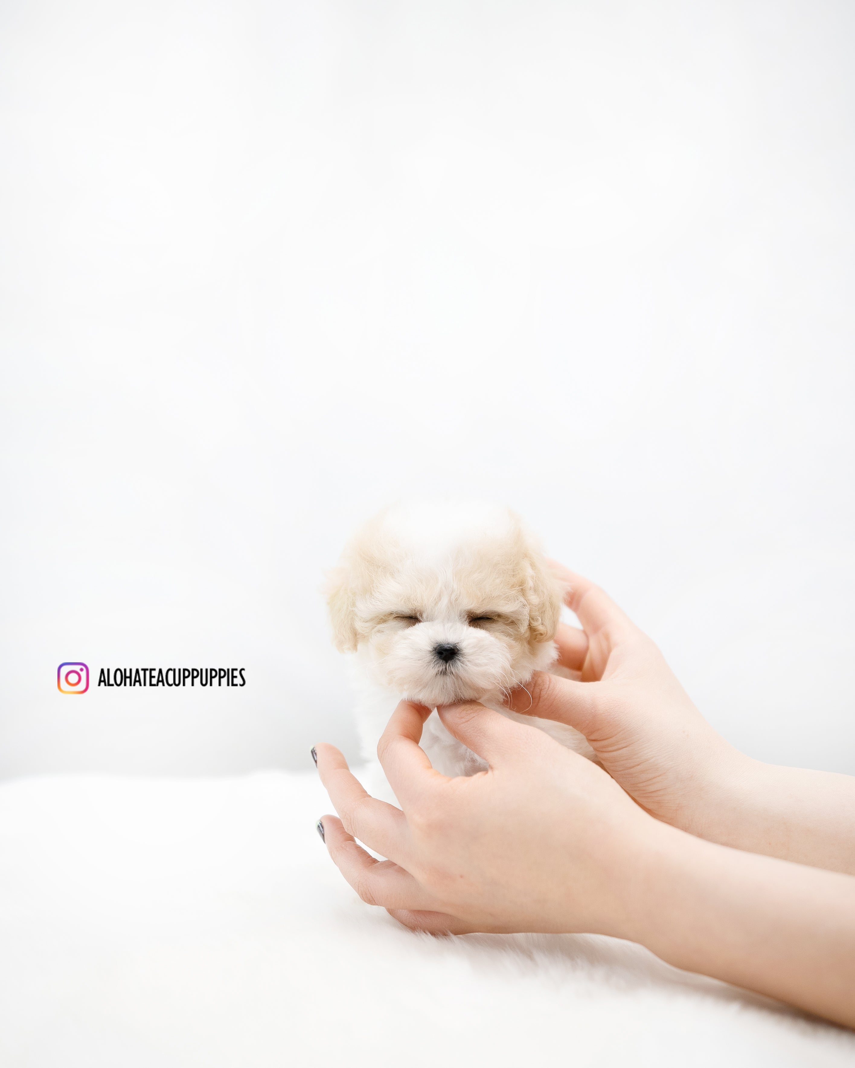 Rory [TEACUP POODLE]