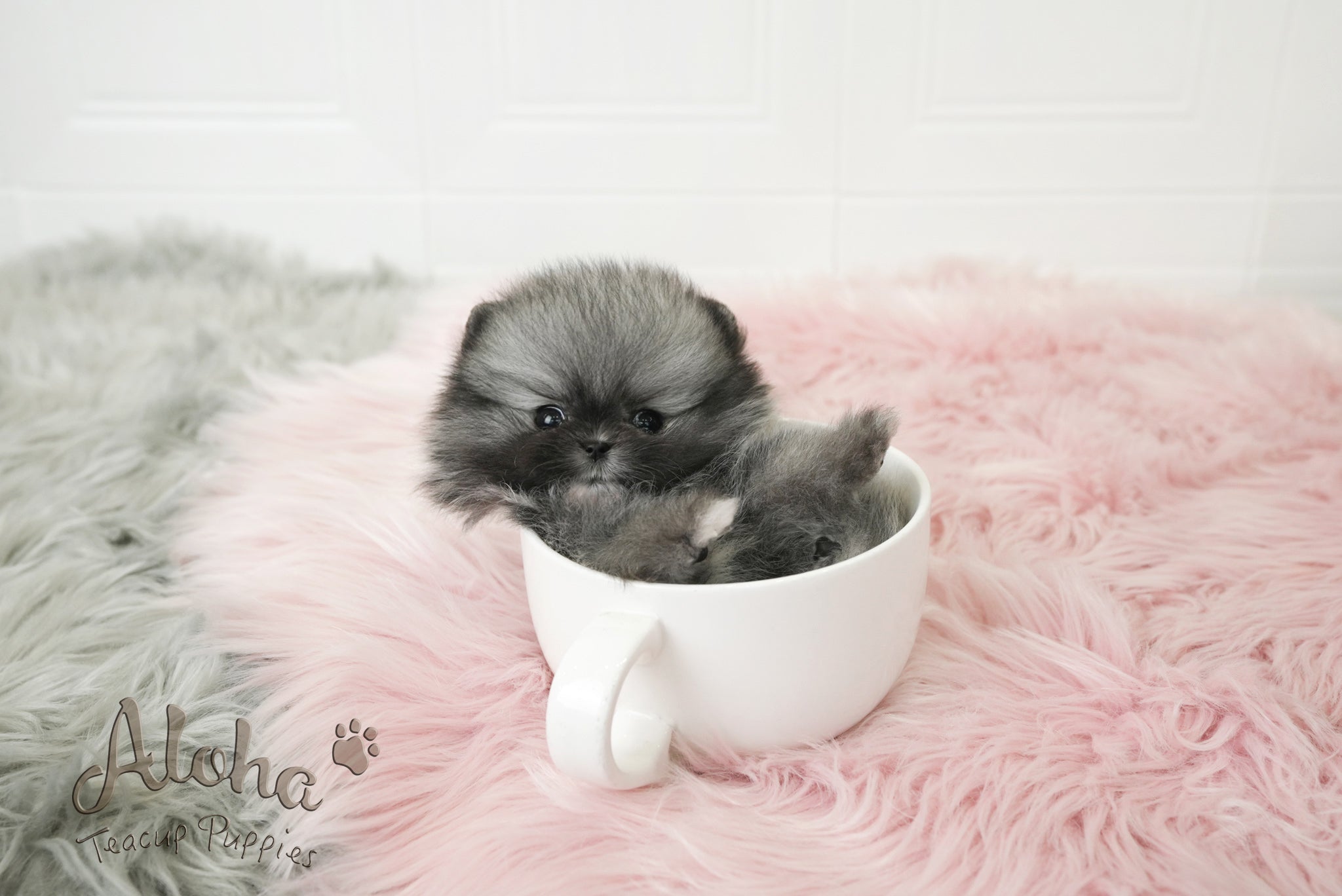 Nero [TEACUP POMERANIAN]