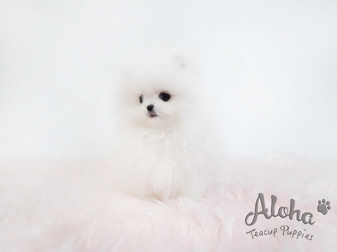 Toby [TEACUP POMERANIAN]