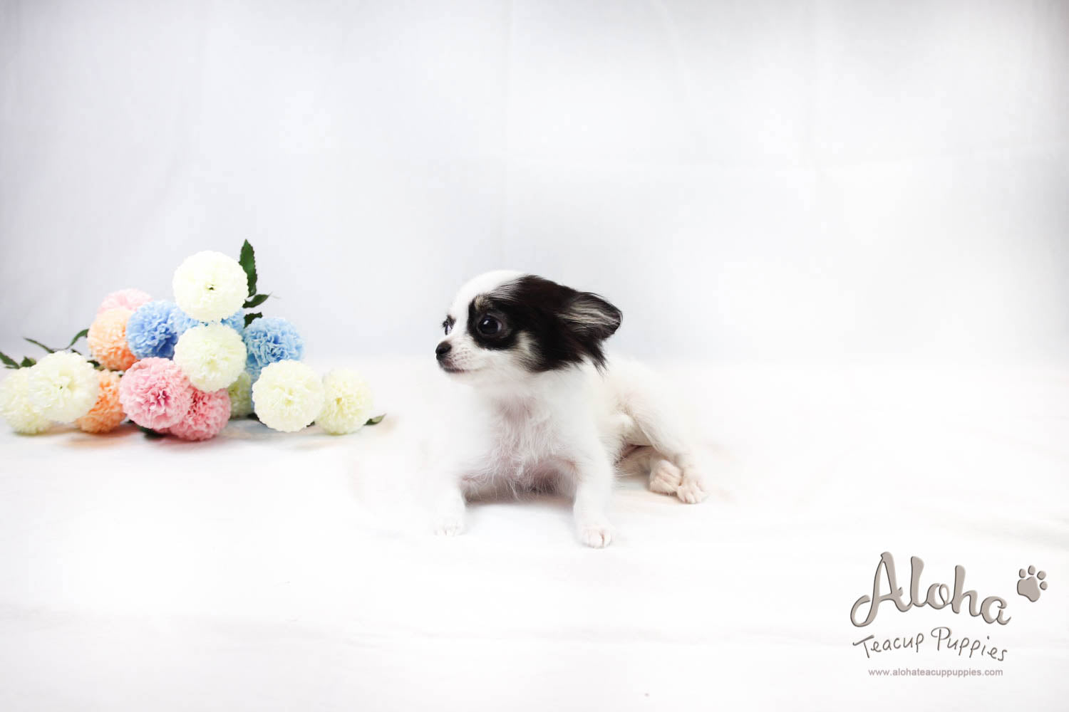 Venus - [Chihuahua]