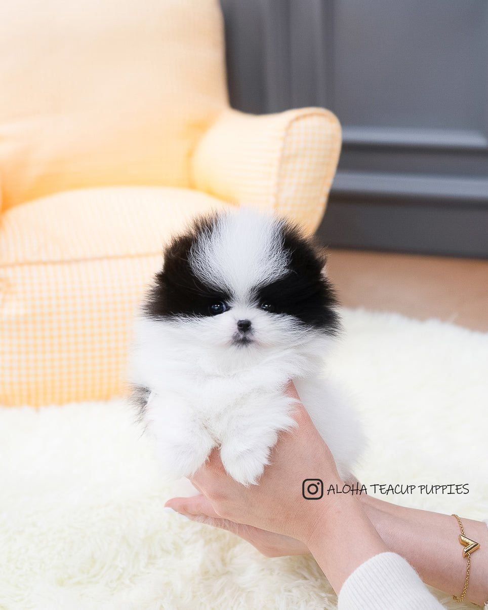 Linda [Pomerania DE BOLSILLO]