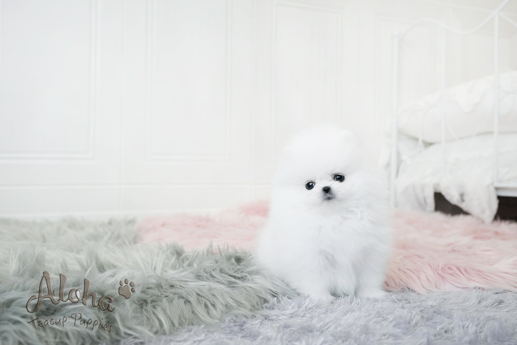 Dior [TEACUP POMERANIAN]
