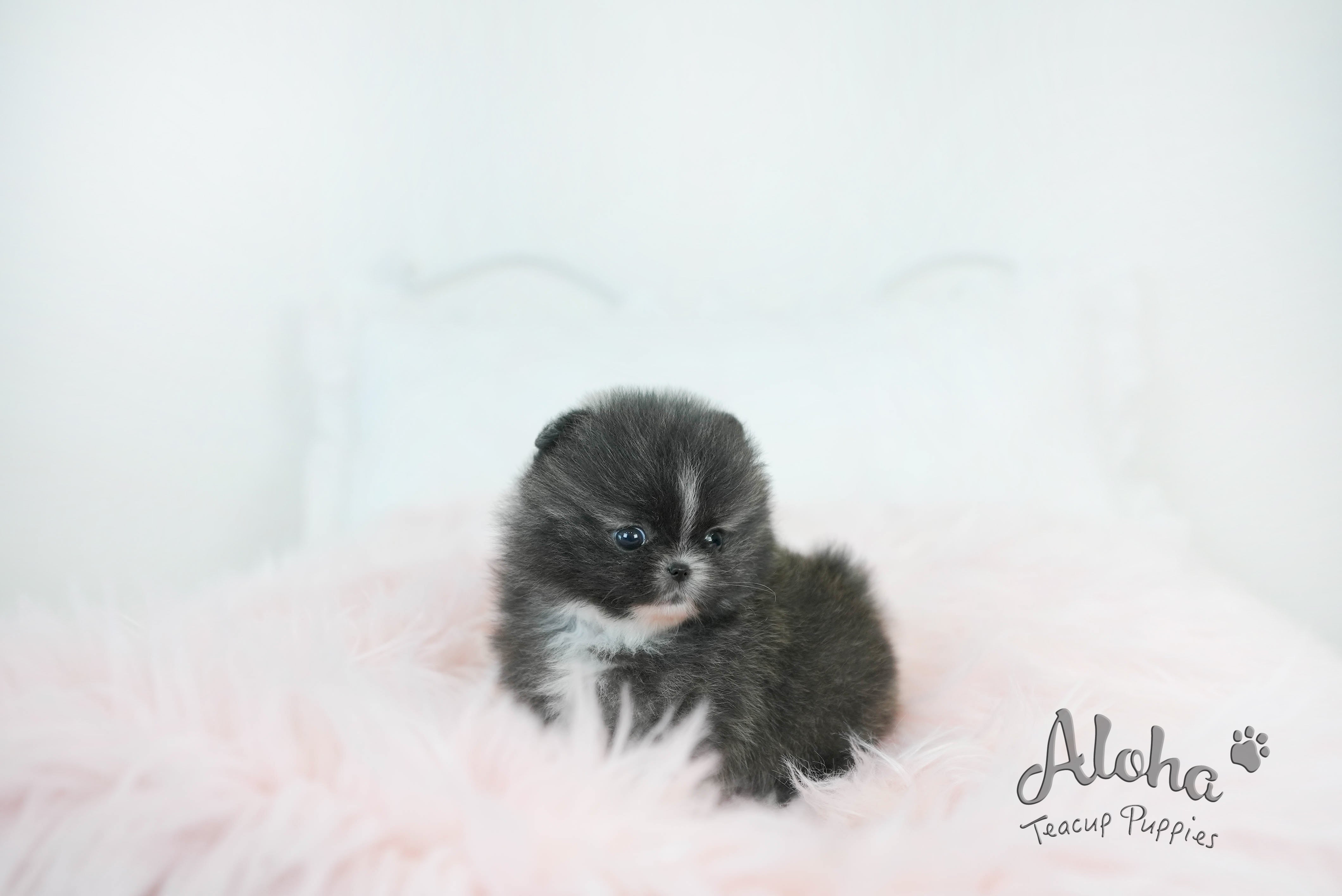 Violet [TEACUP POMERANIAN]