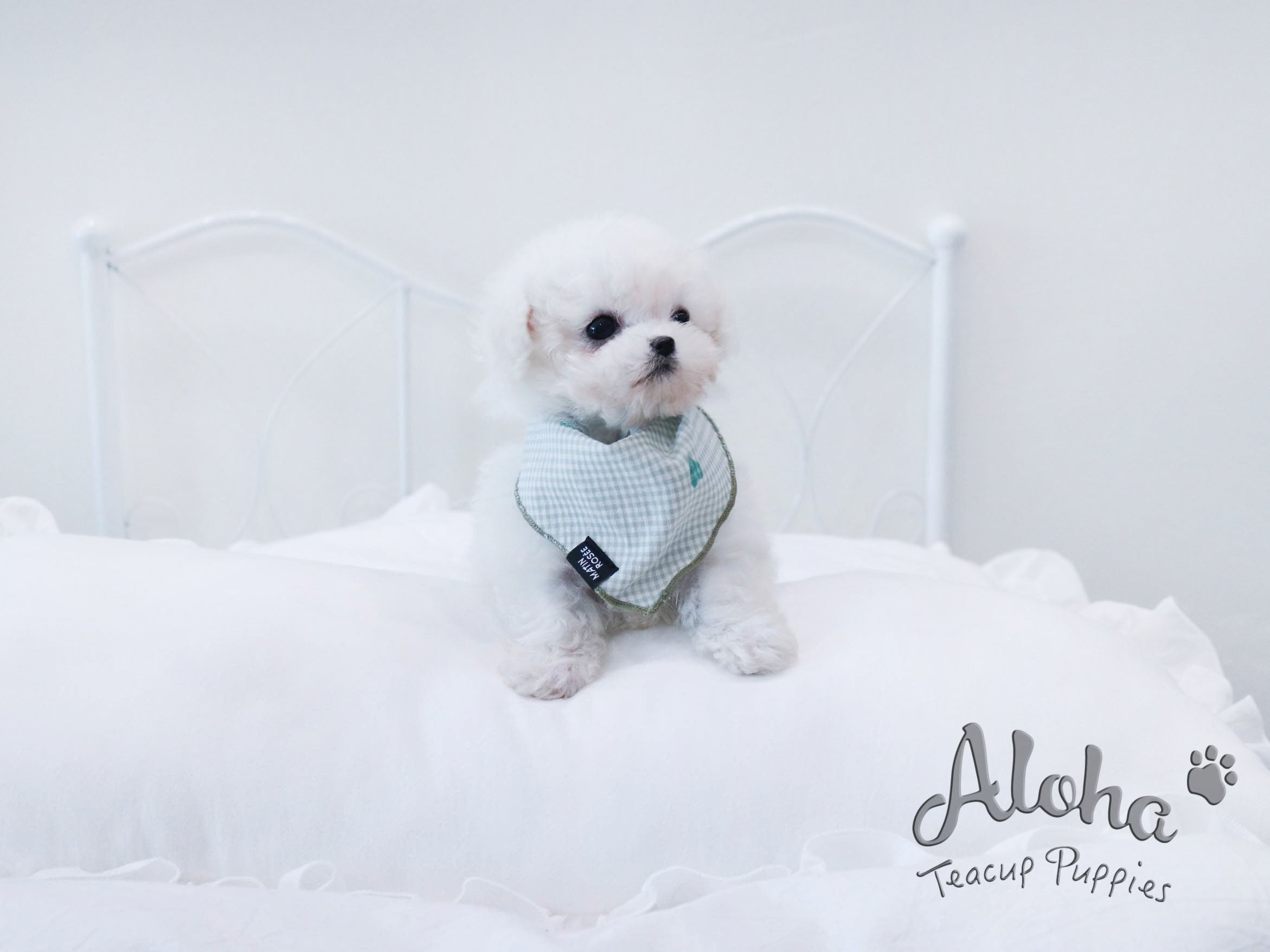 Angel [TEACUP Bichon]
