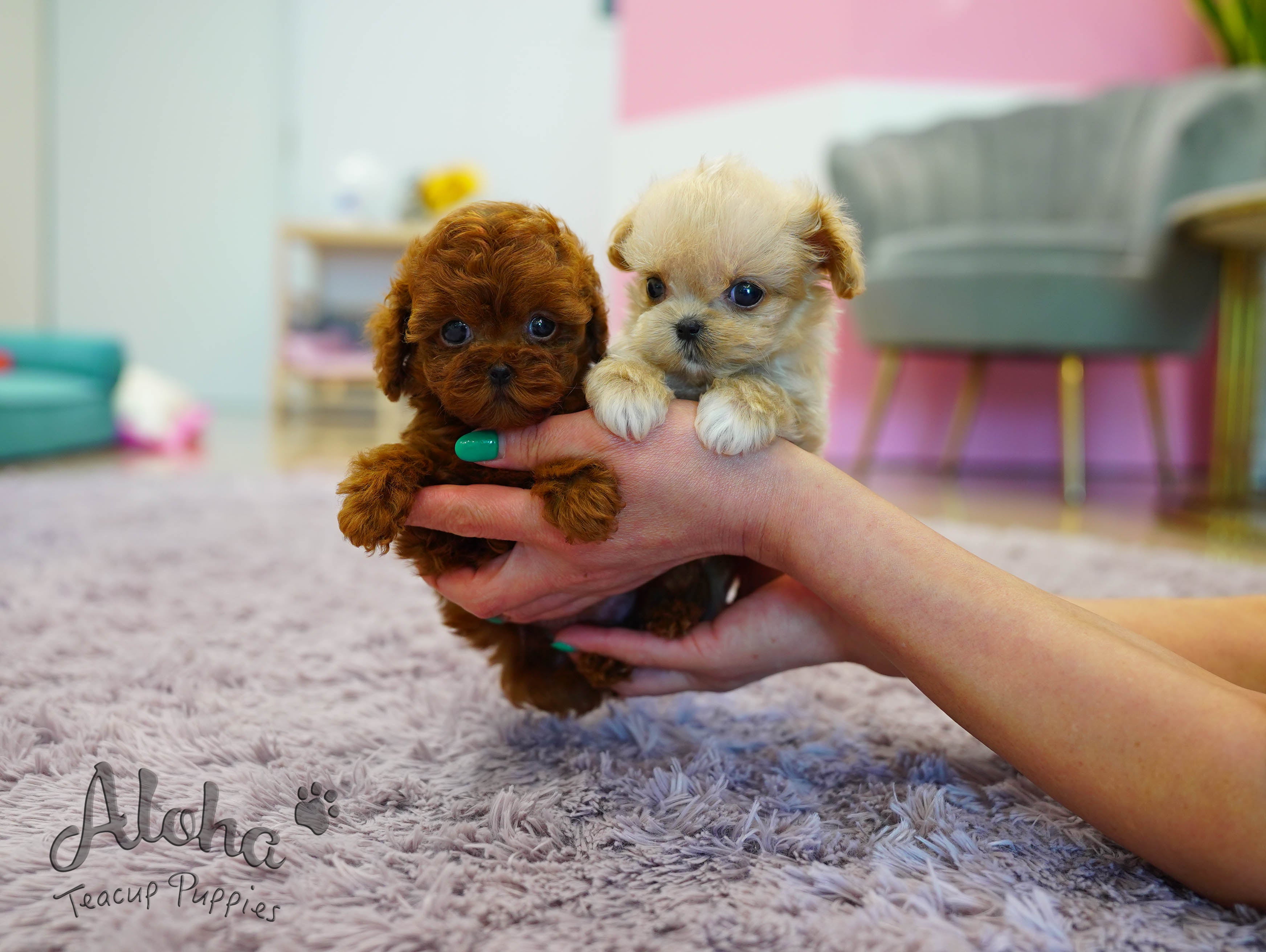 MACARON [TEACUP POODLE]