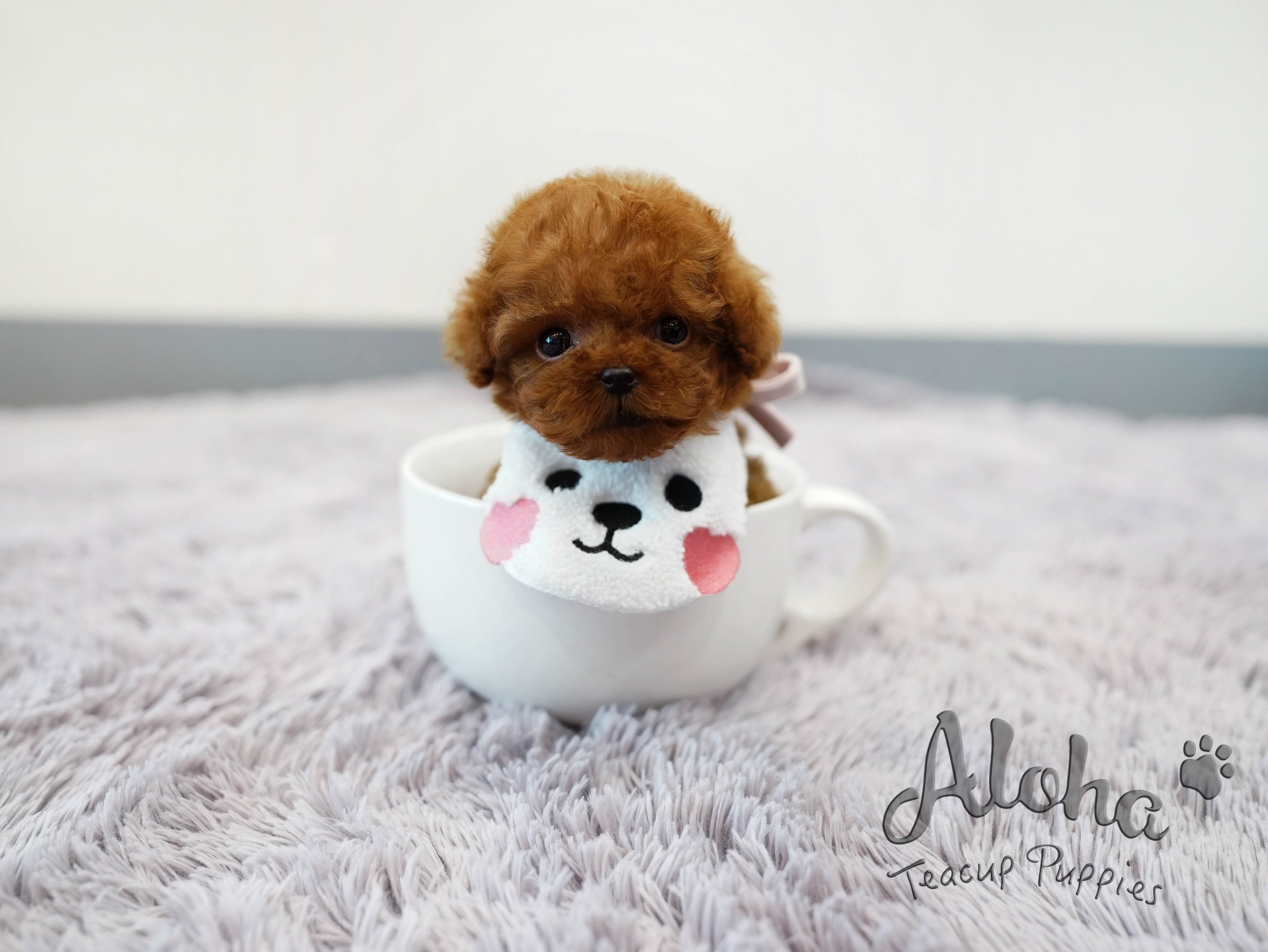 Teddy [TEACUP POODLE]