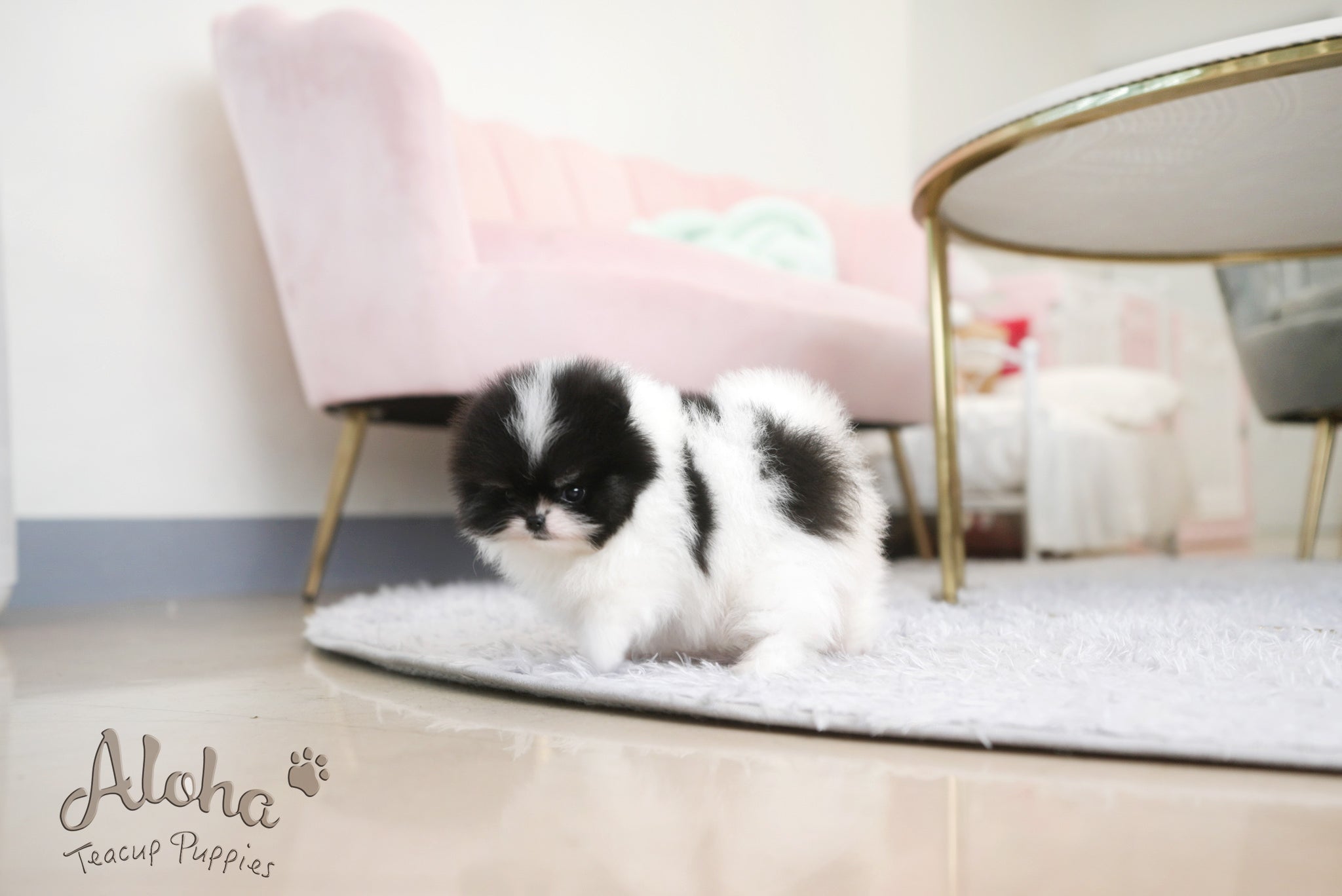 Grant [TEACUP POMERANIAN]