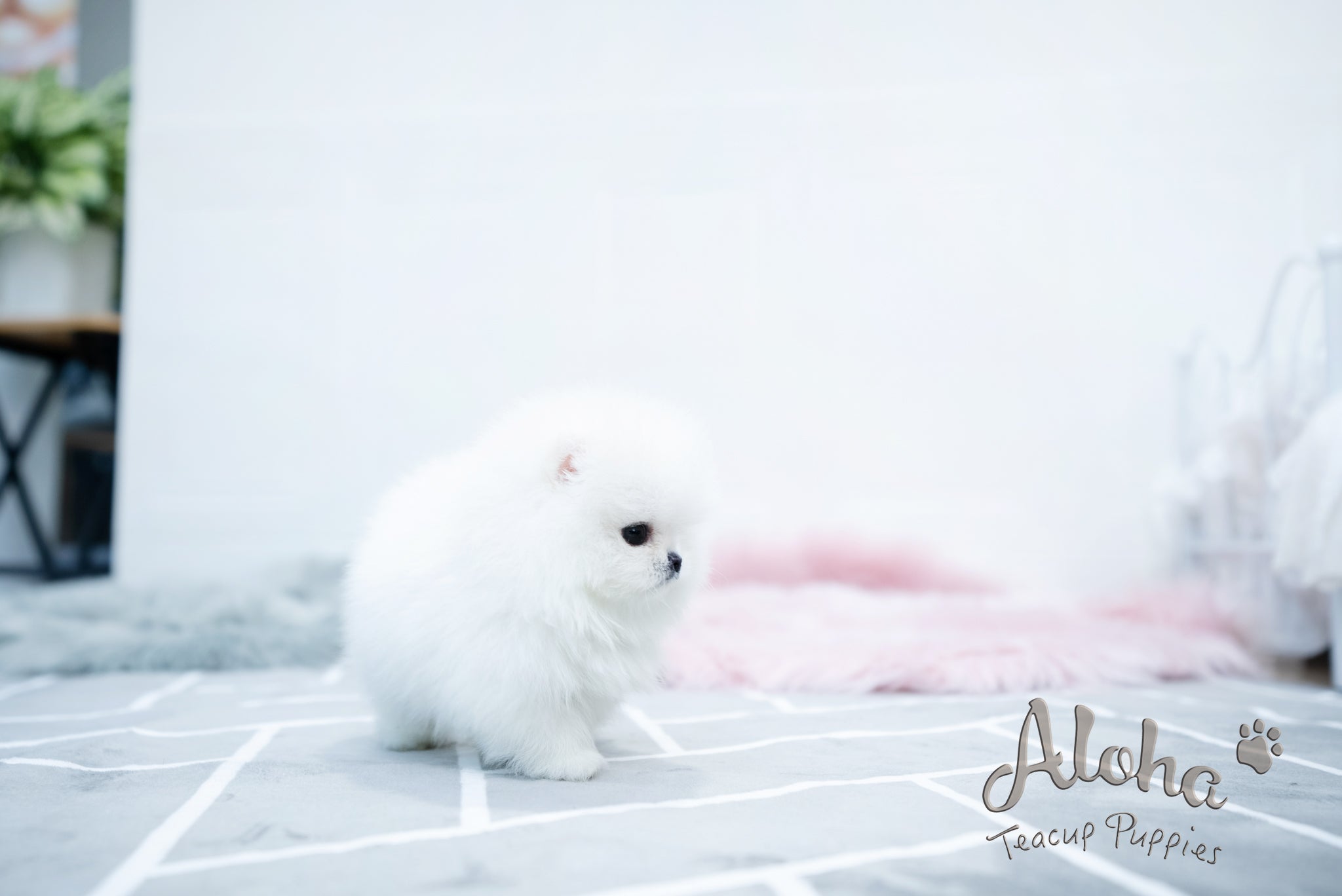 Aurora [TEACUP POMERANIAN]