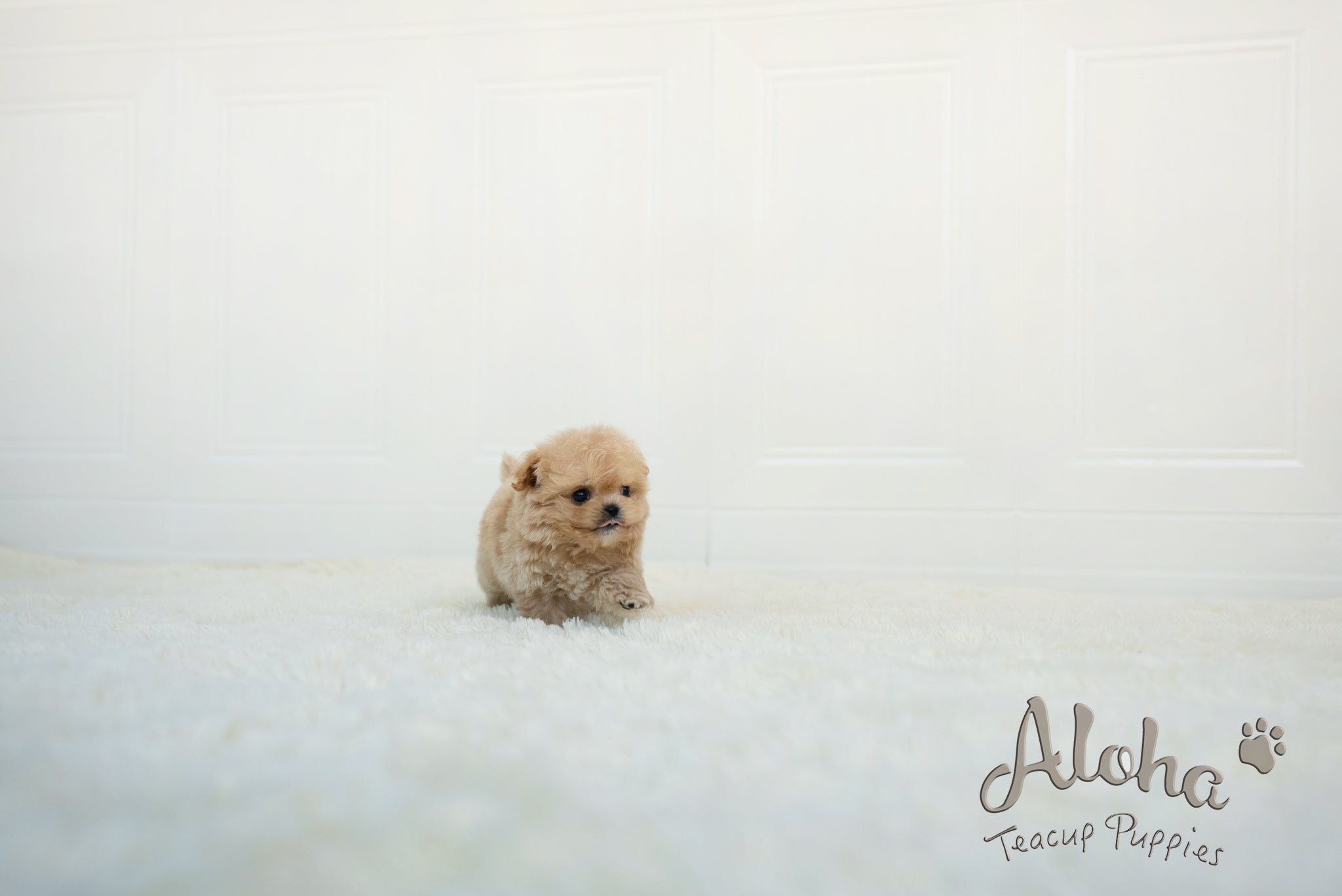 Mario [TEACUP MALTIPOO]