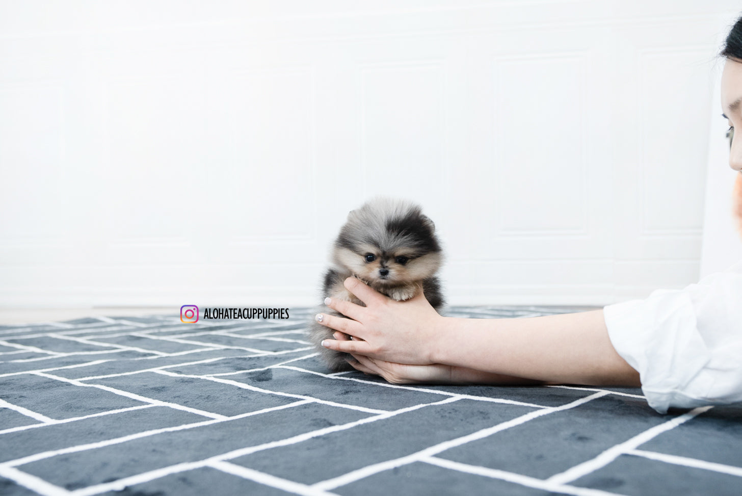 Felix [TEACUP POMERANIAN]