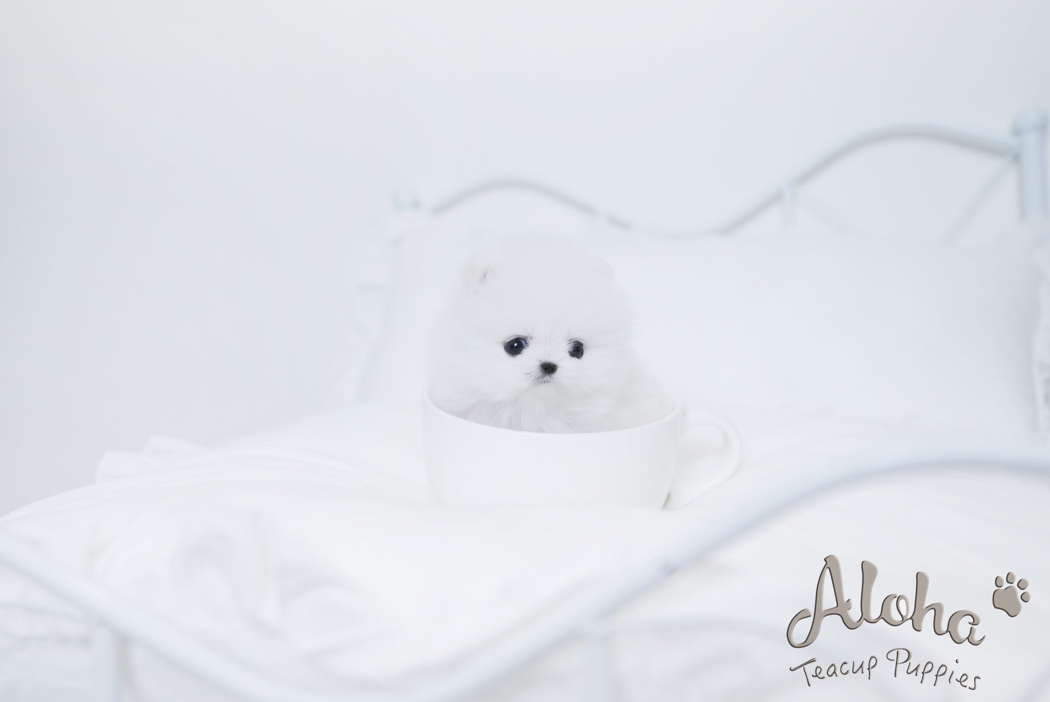 Angela [TEACUP POMERANIAN]