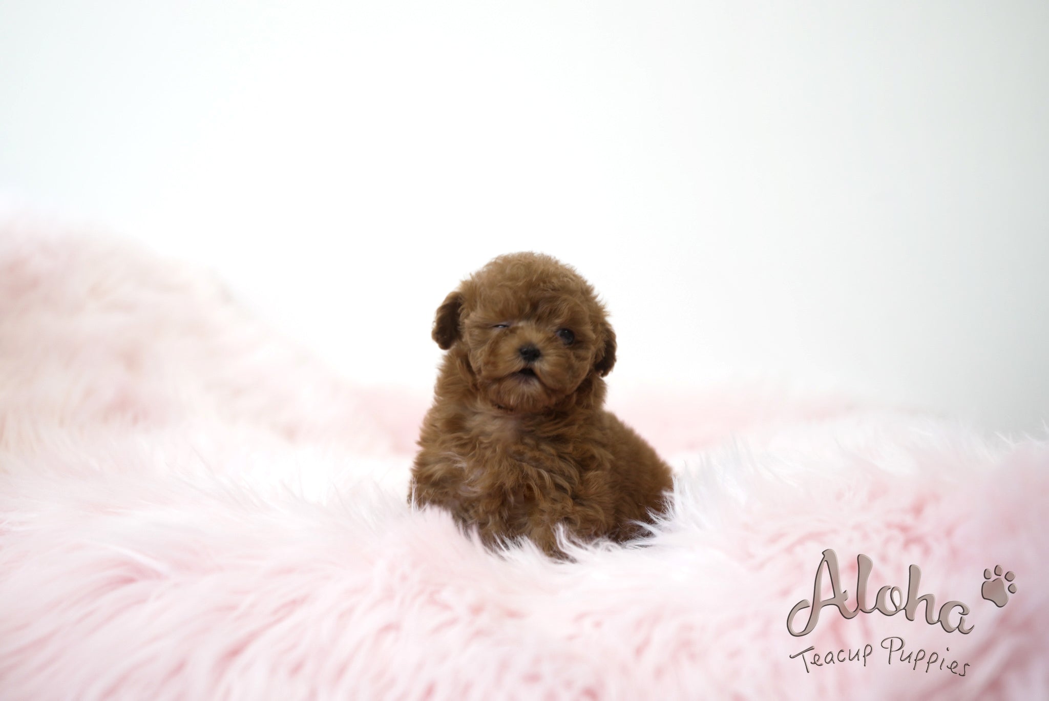 Lizzy [TEACUP POODLE]