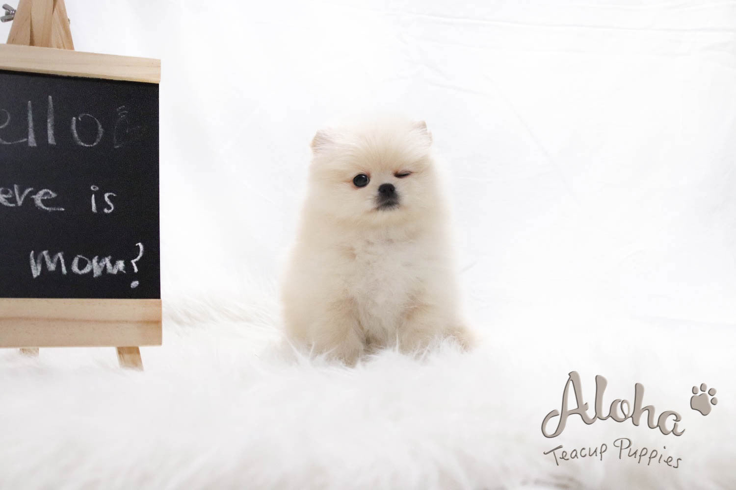Sold to Jocelyn, ELLA - [Teacup Pomeranian]