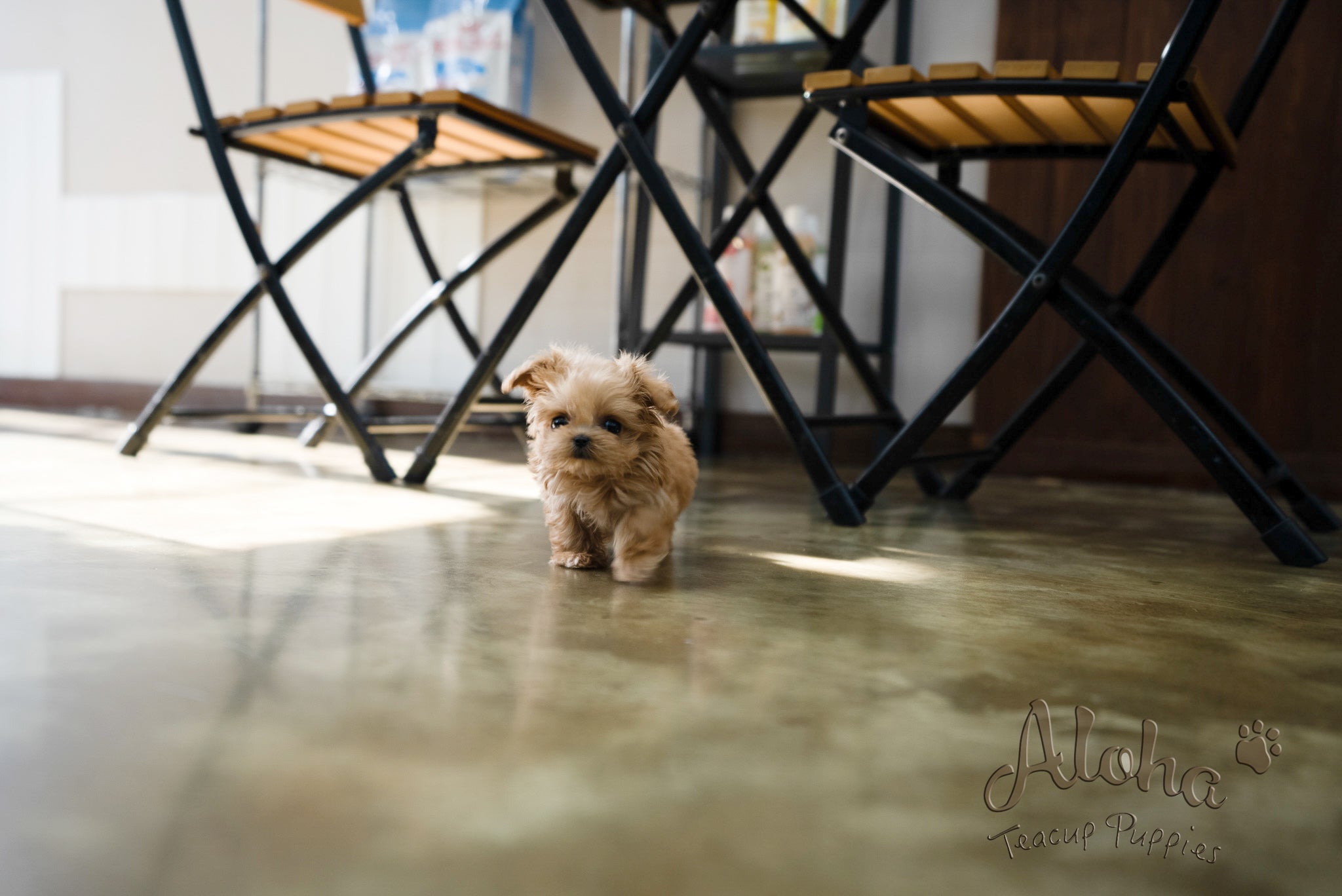 Luna [TEACUP MALTIPOO]