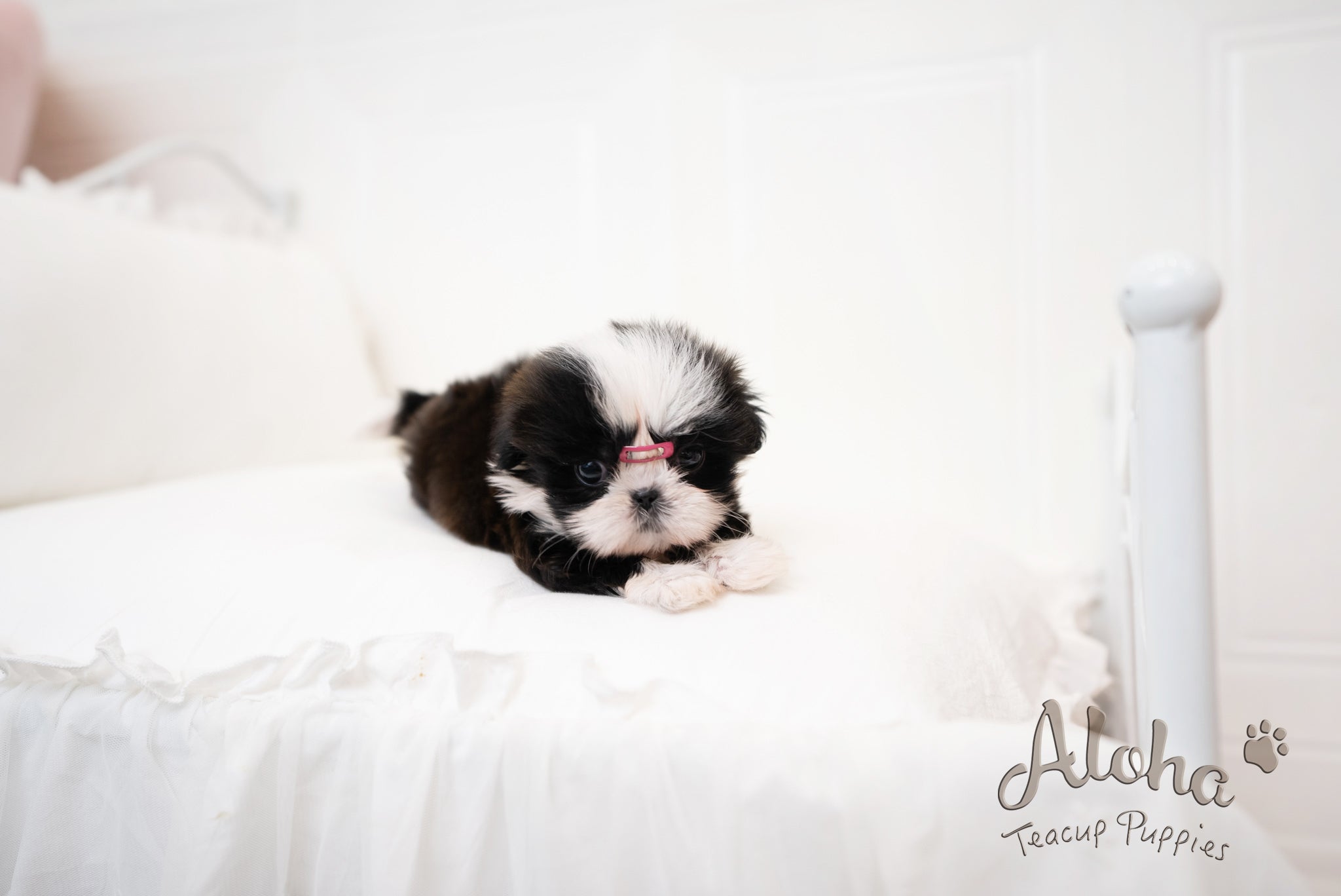 Zana [TEACUP Shihtzu]