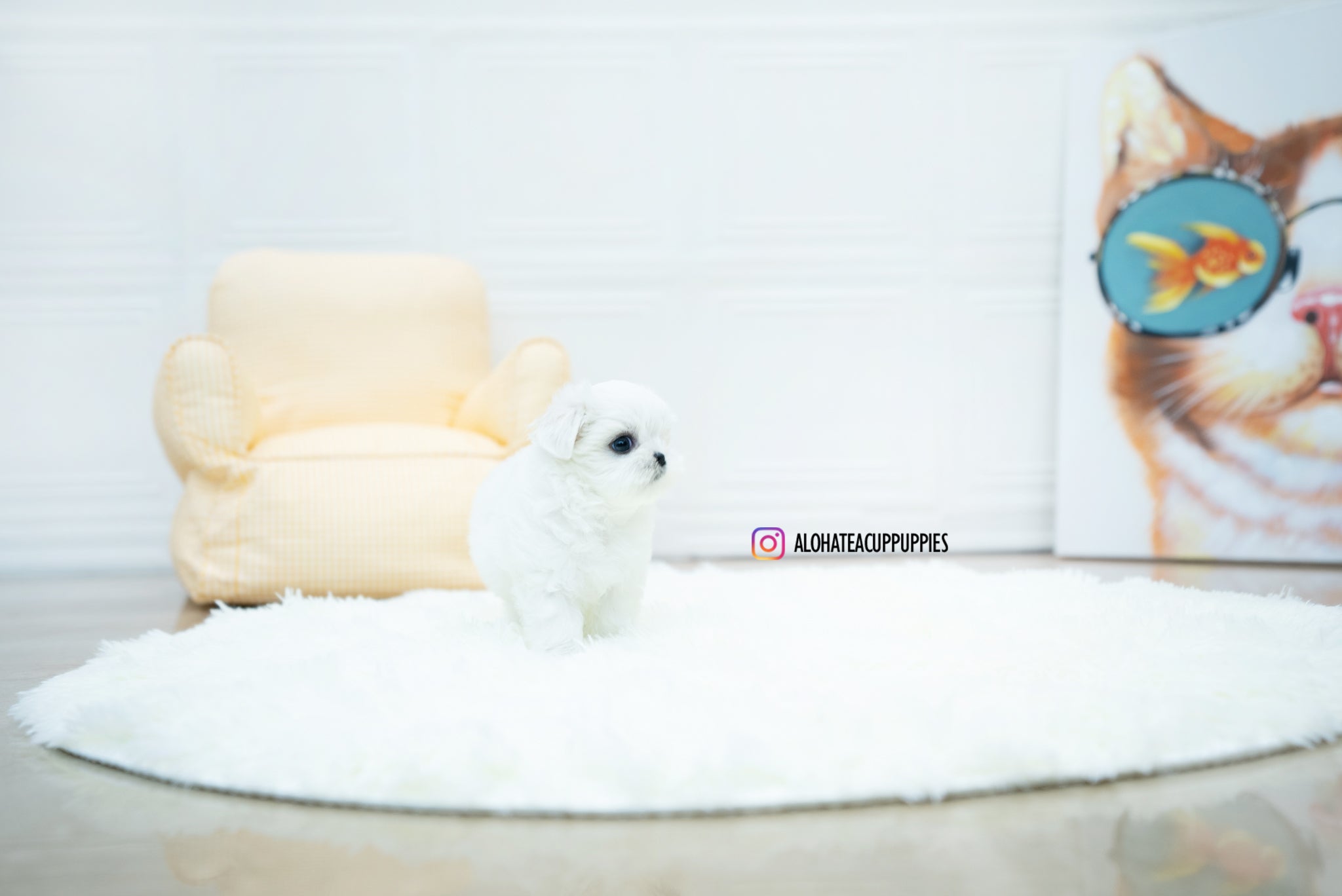 Jasmine [TEACUP MALTESE]