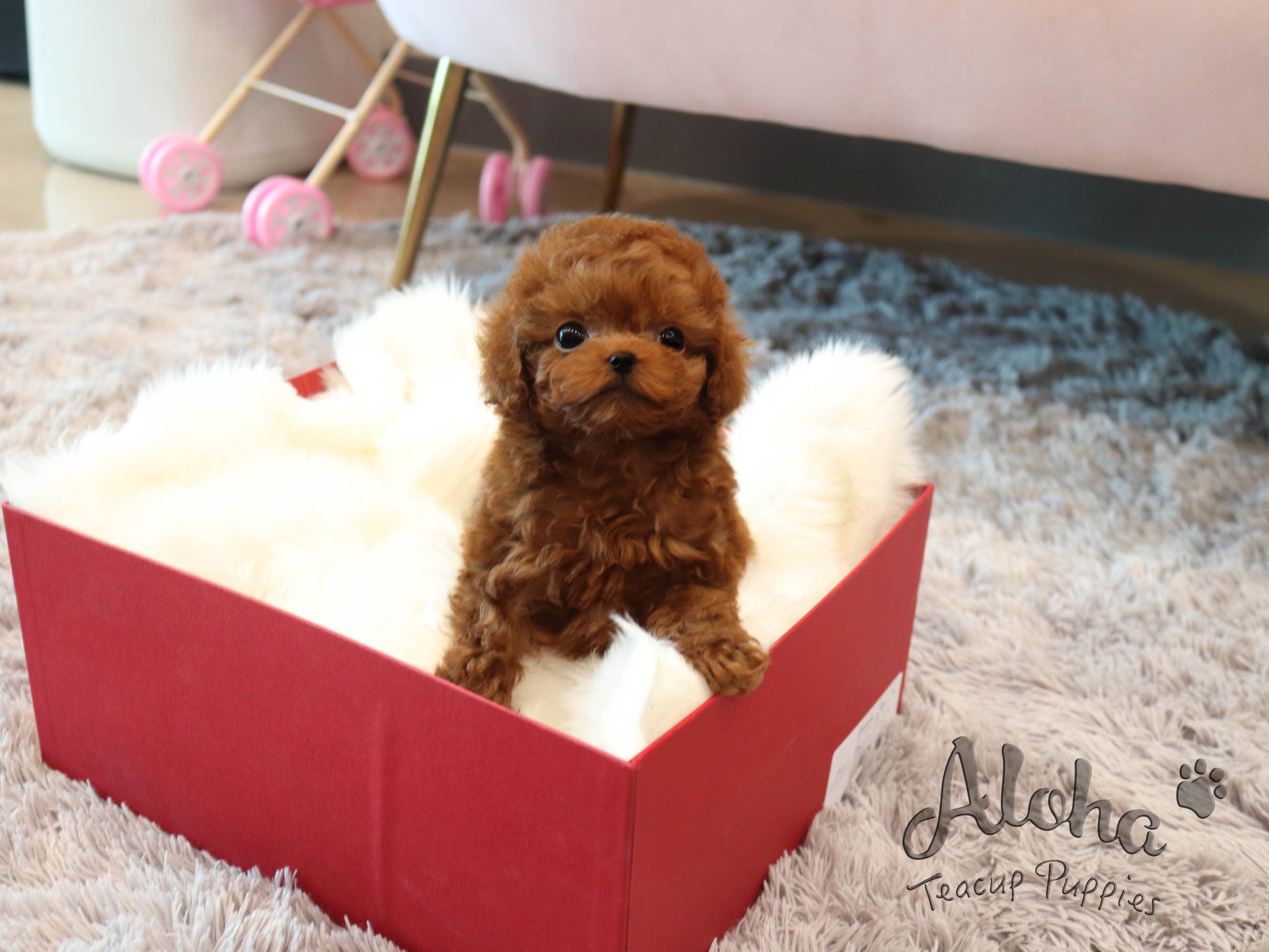 Rambo [TEACUP POODLE]