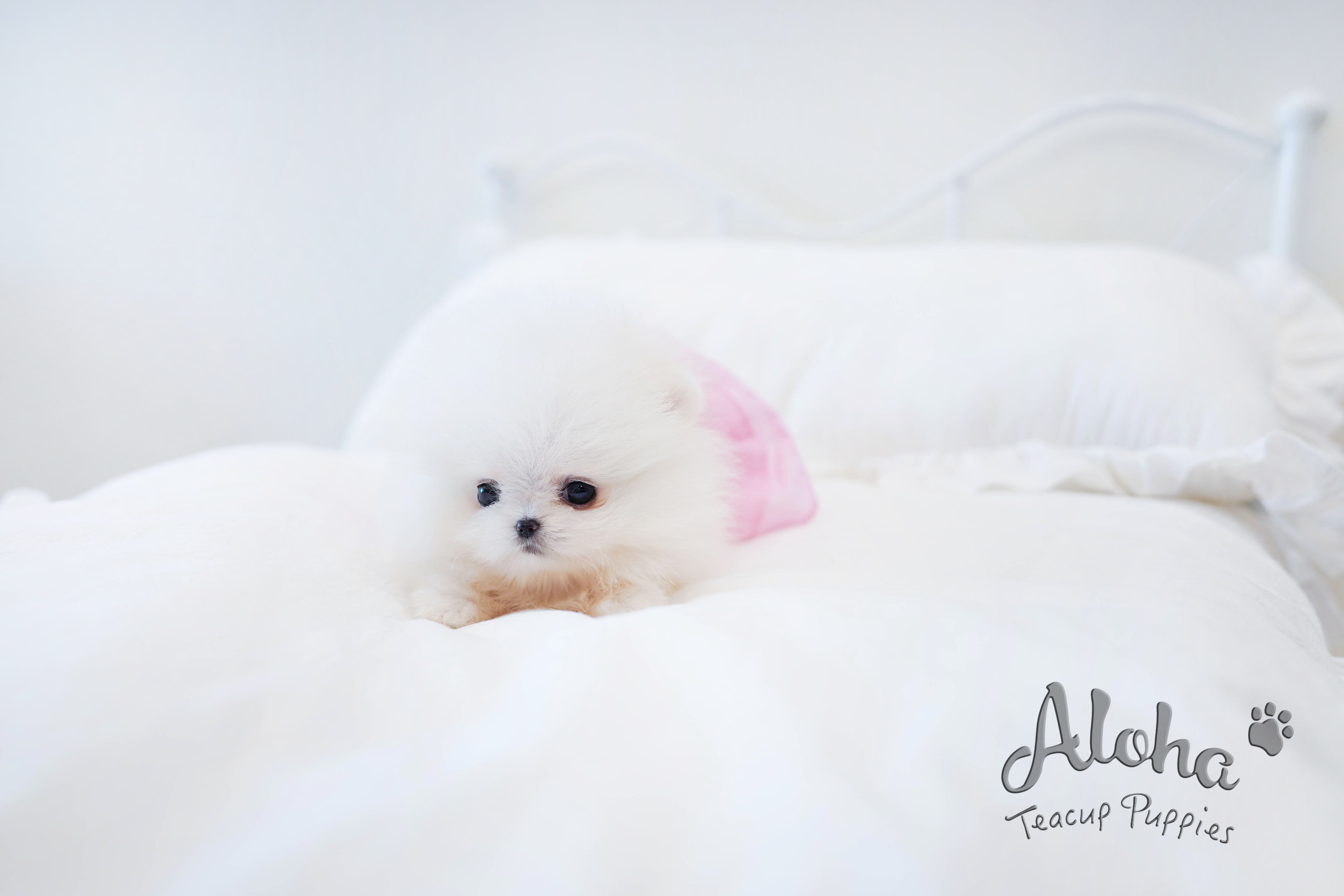 Merry [TEACUP POMERANIAN]