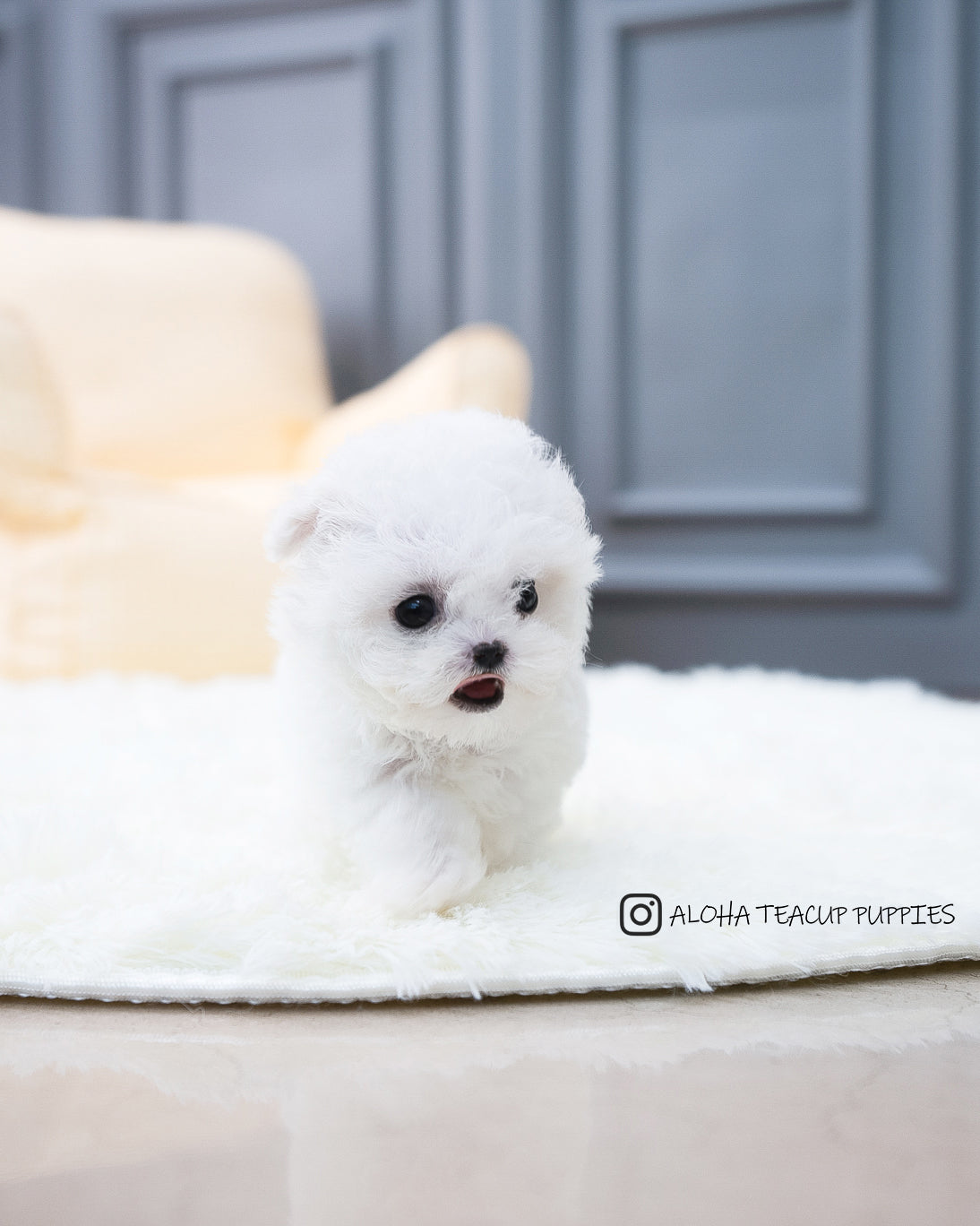 Ashley [TEACUP BICHON]