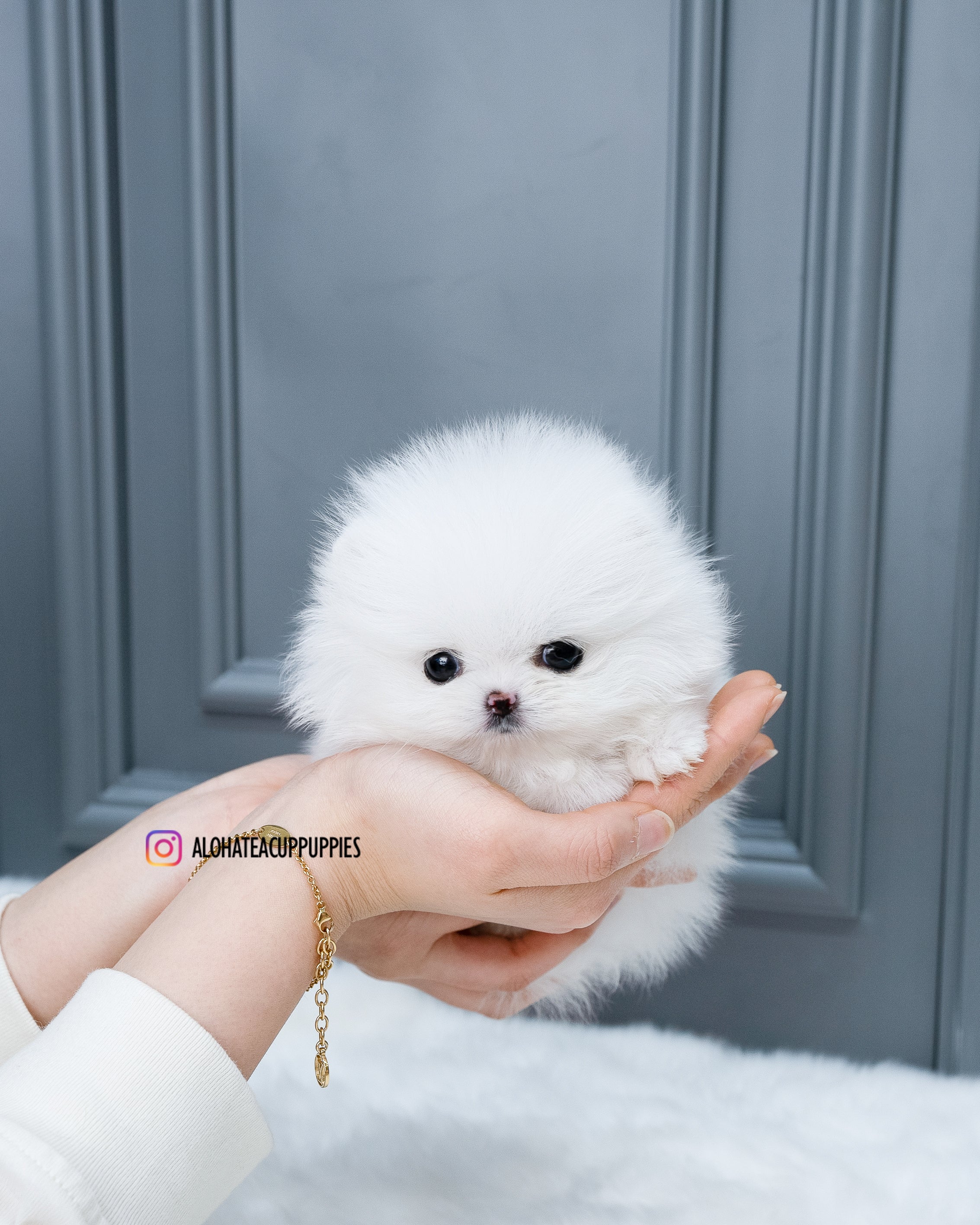 现金 [茶杯博美犬]