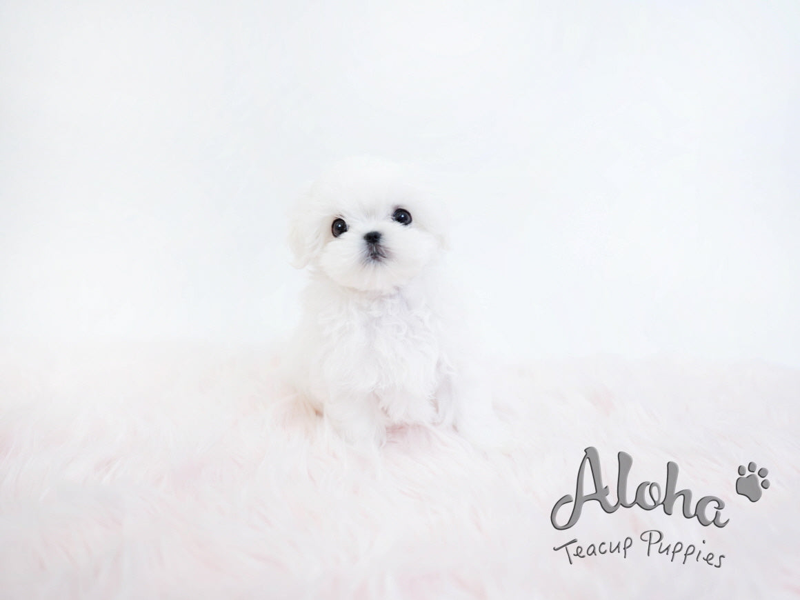STAR [TEACUP MALTESE]