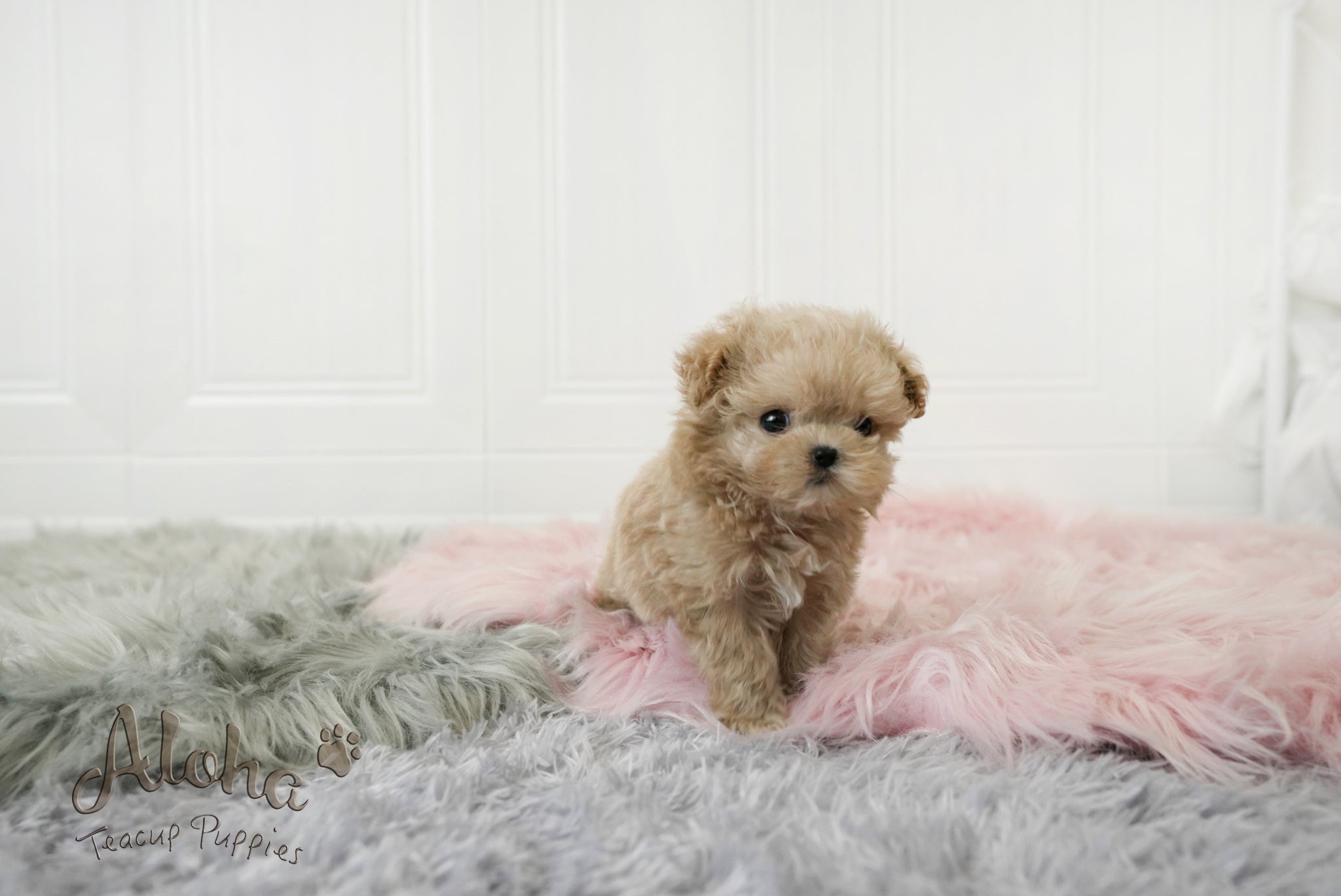 Jerry [TEACUP MALTIPOO]