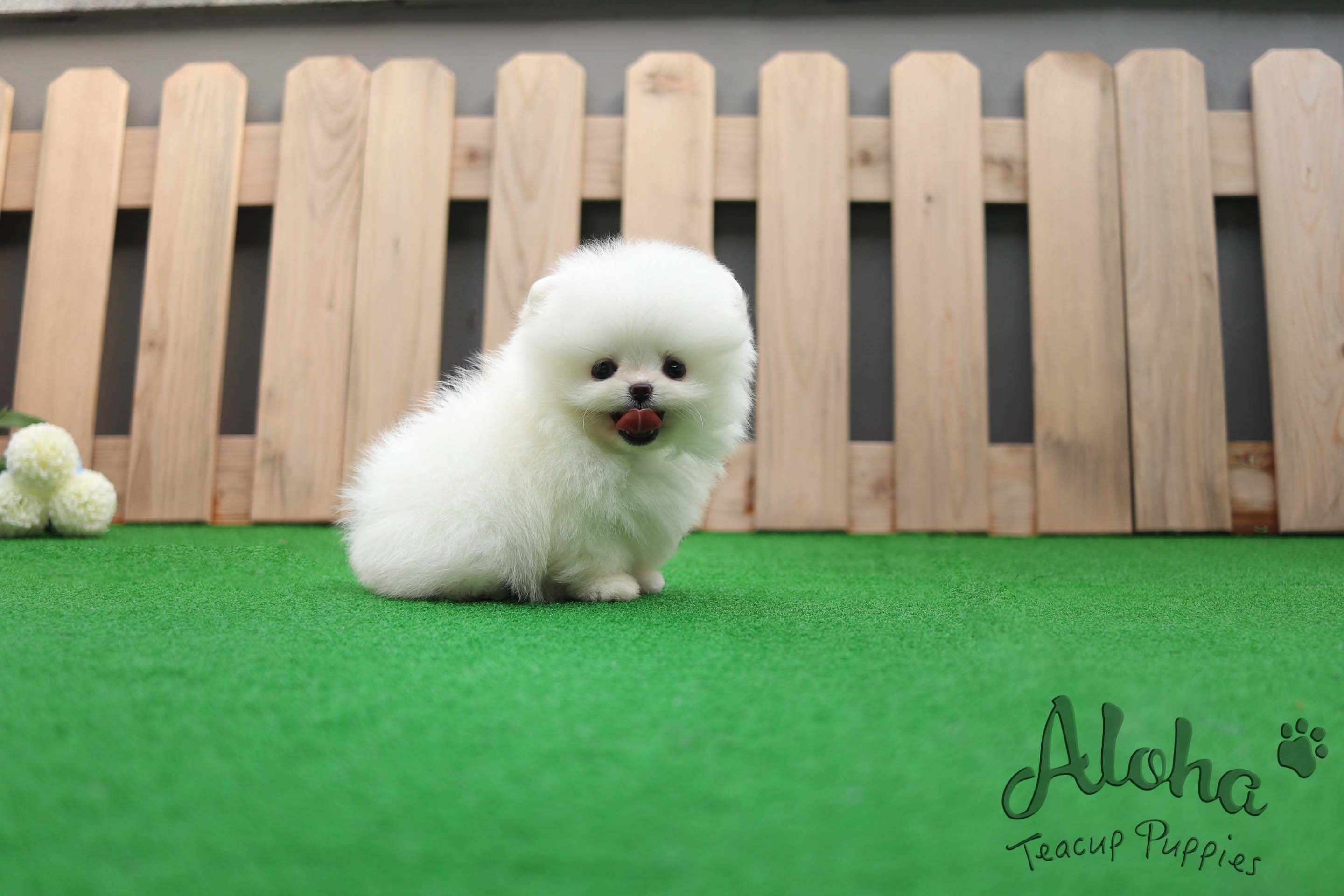 Sold to Sana, Dior [TEACUP POMERANIAN]