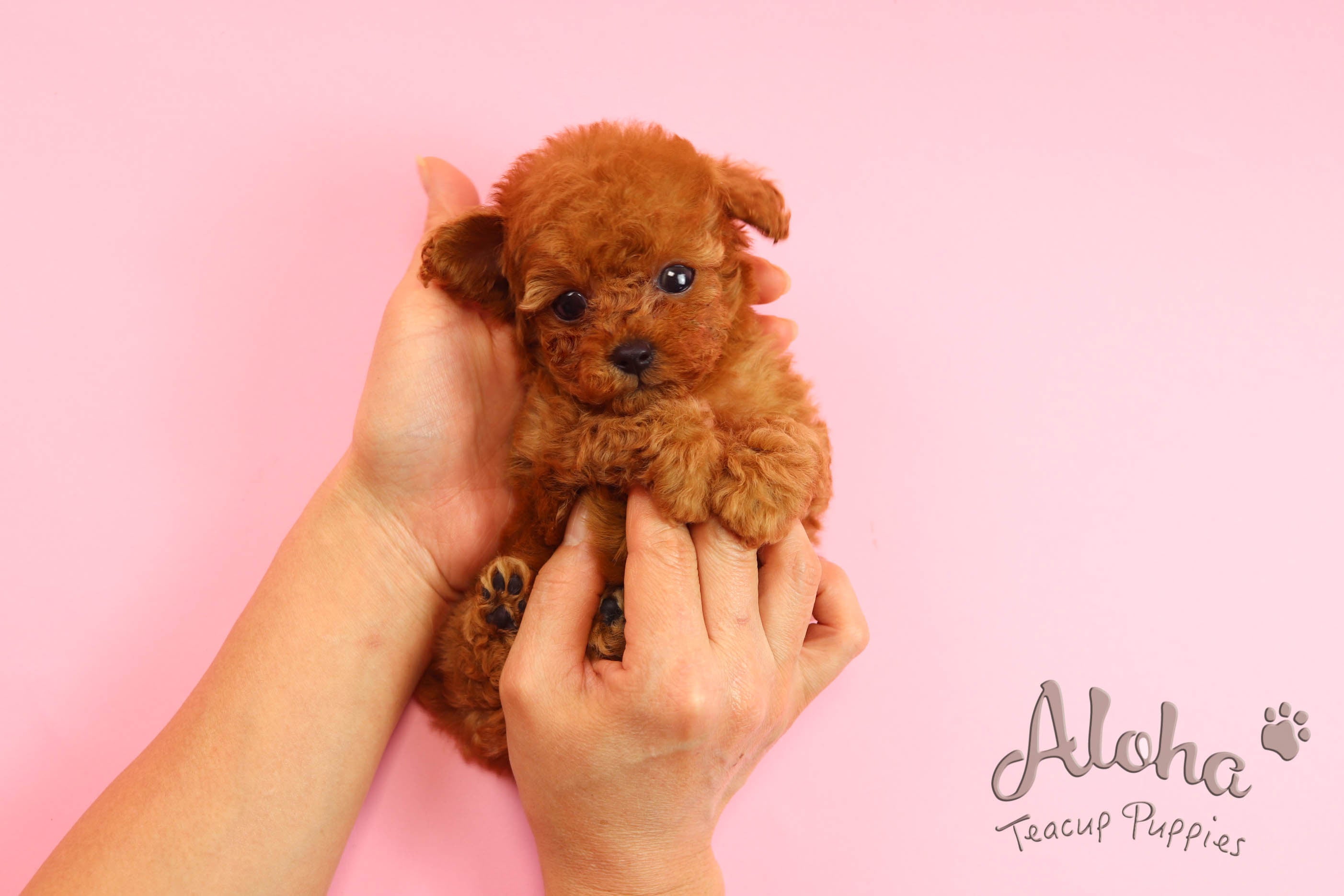 Vendido a Anita, CHANEL [Caniche]