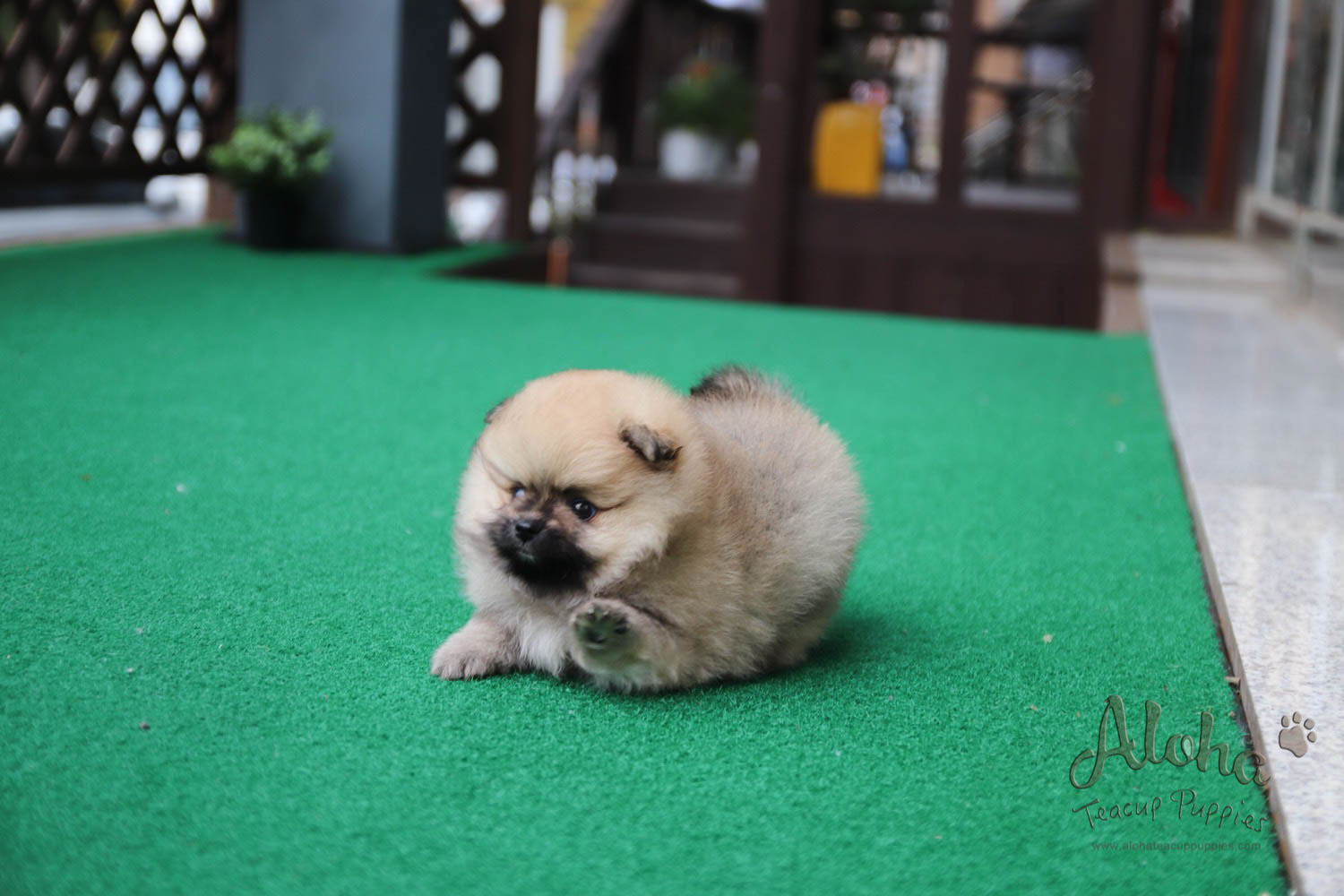 Mong - [Pomeranian]