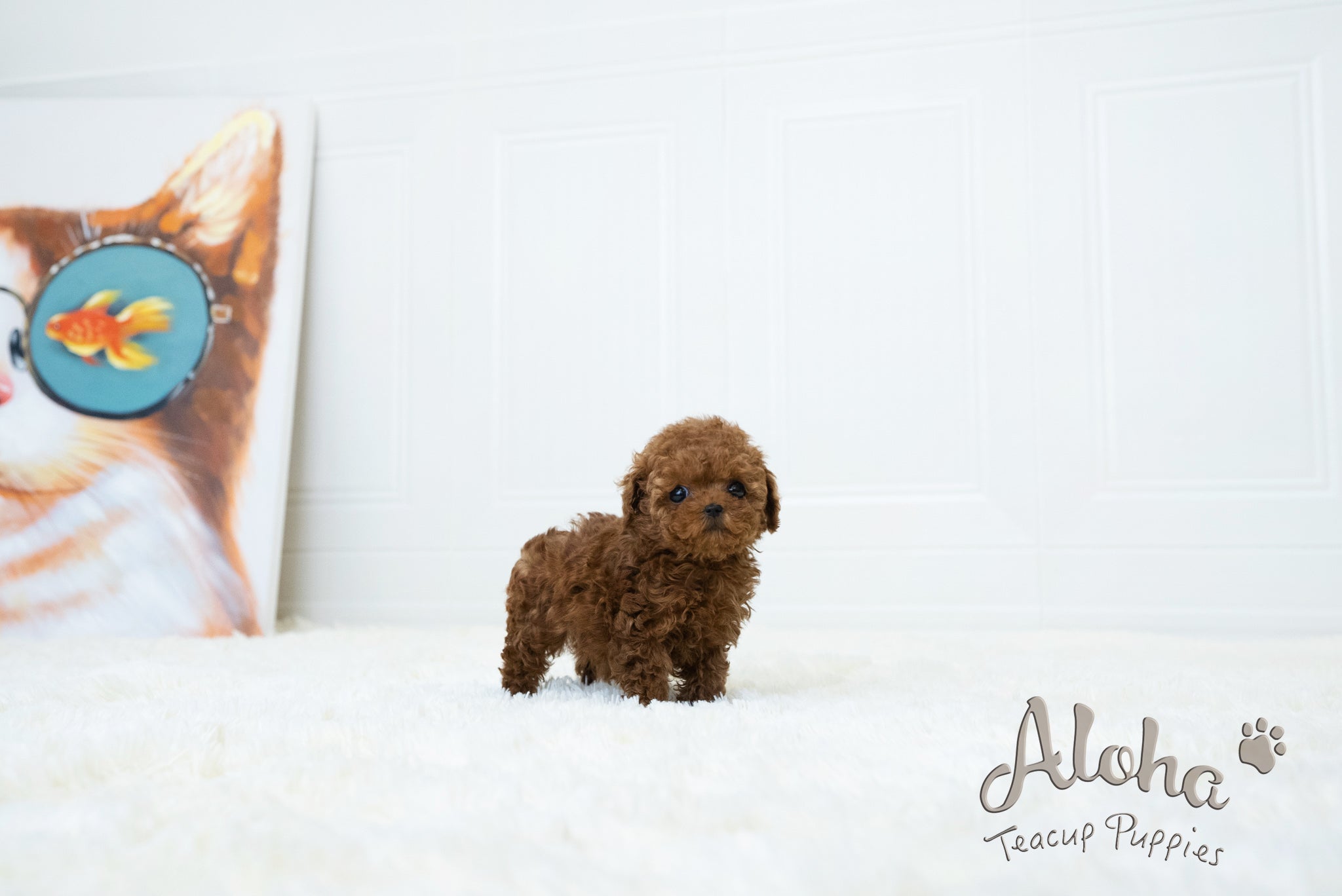 Lina [TEACUP POODLE]