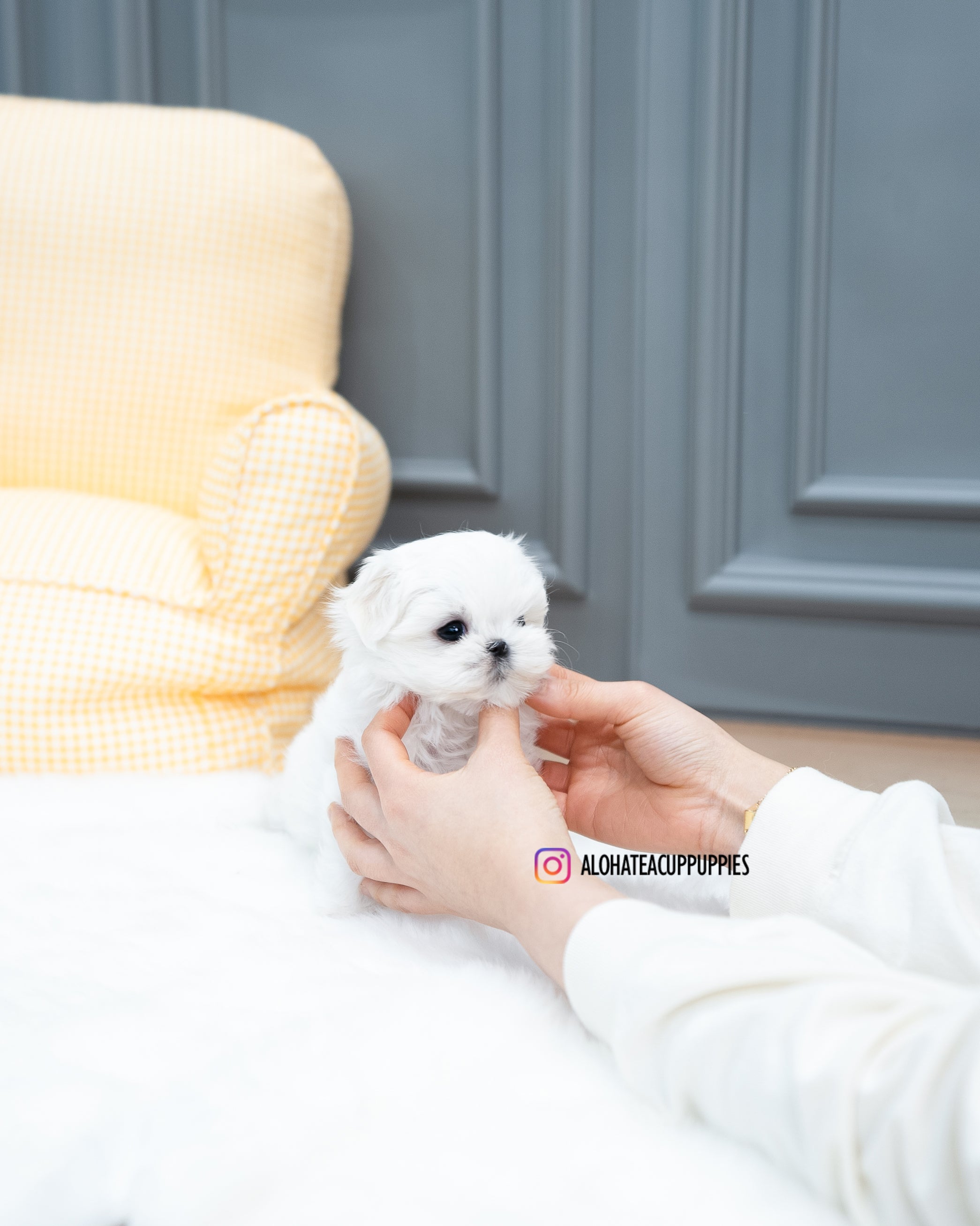 Bubble [TEACUP MALTESE]