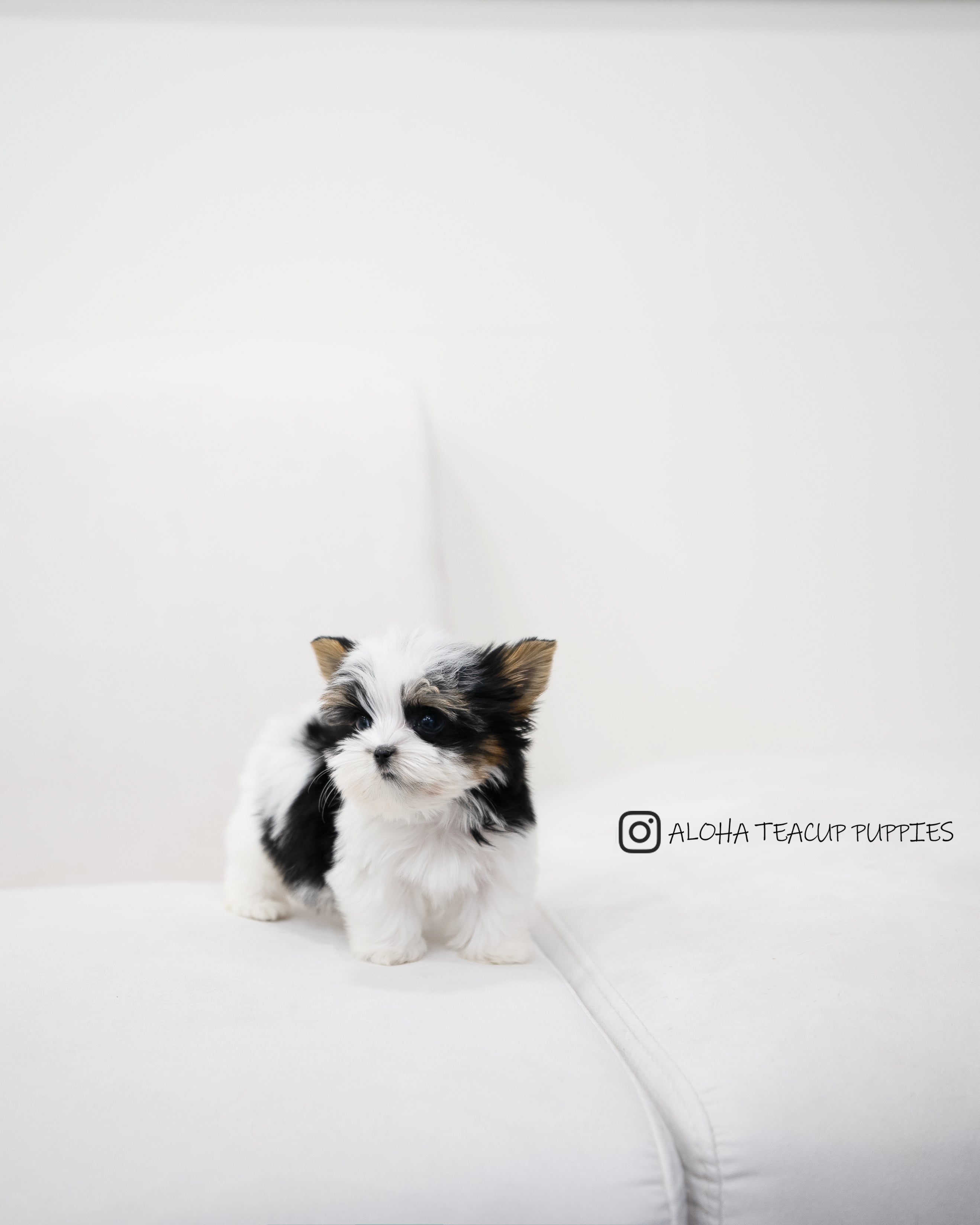 Jayden [TEACUP Biewer Terrier]
