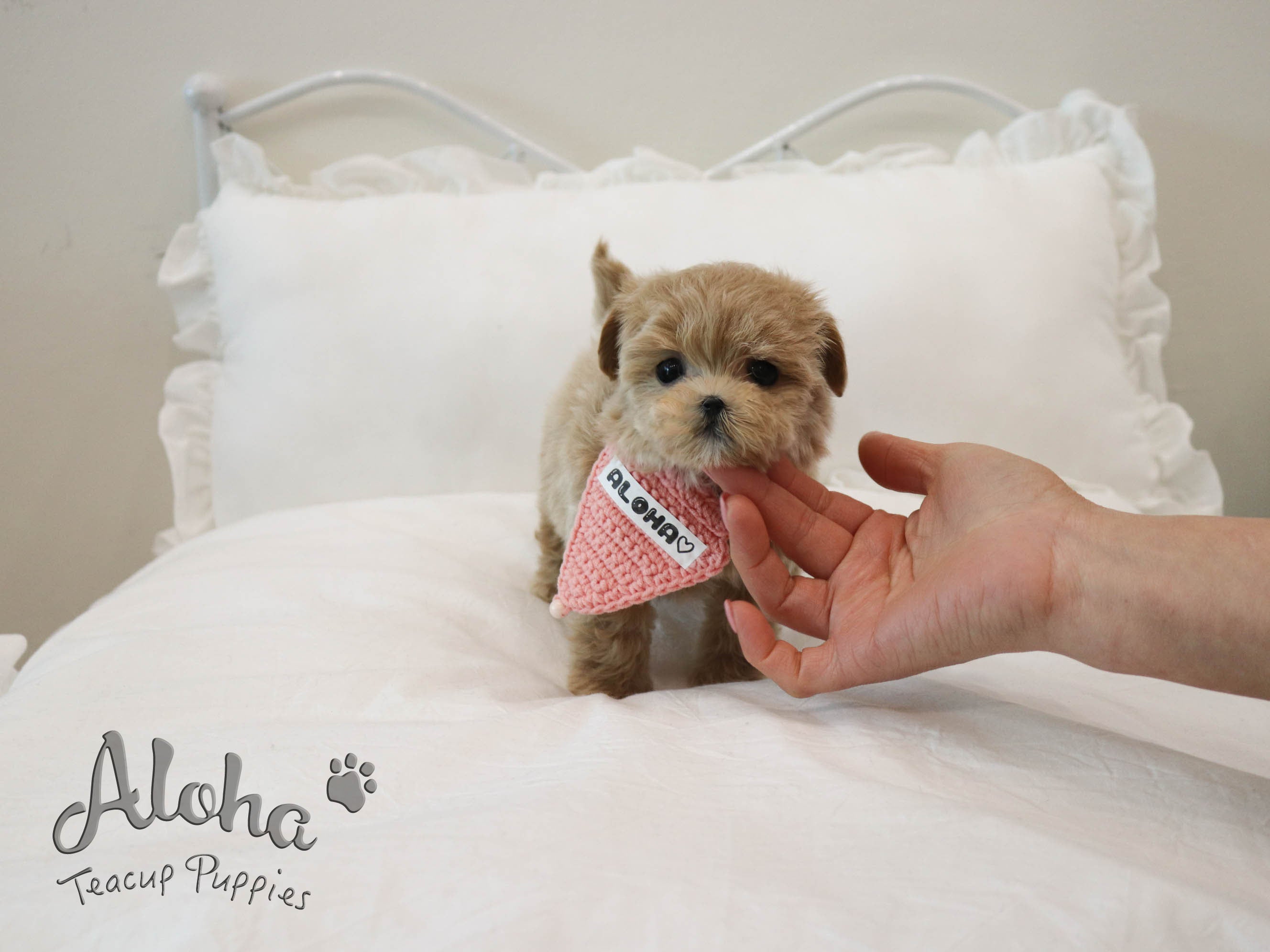 MAPLE [TEACUP MALTIPOO]