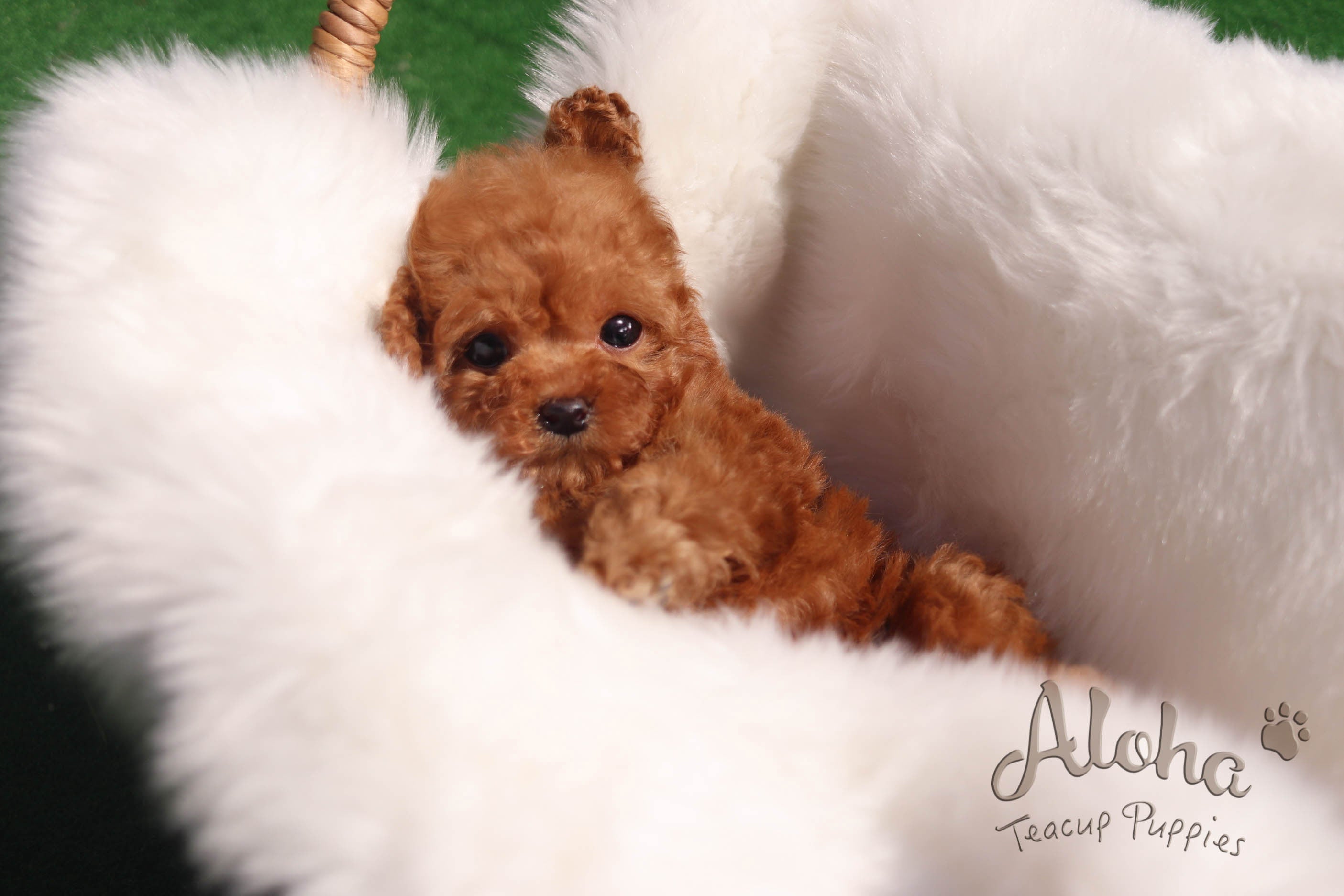 Sold to Sonia, Bambi [Teacup Poodle]
