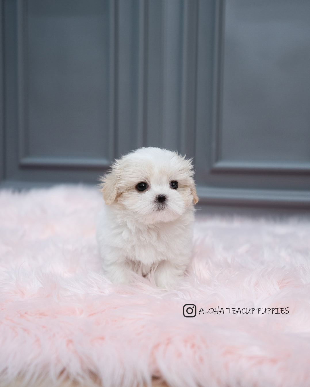Austin [Mini Coton De Tulear]