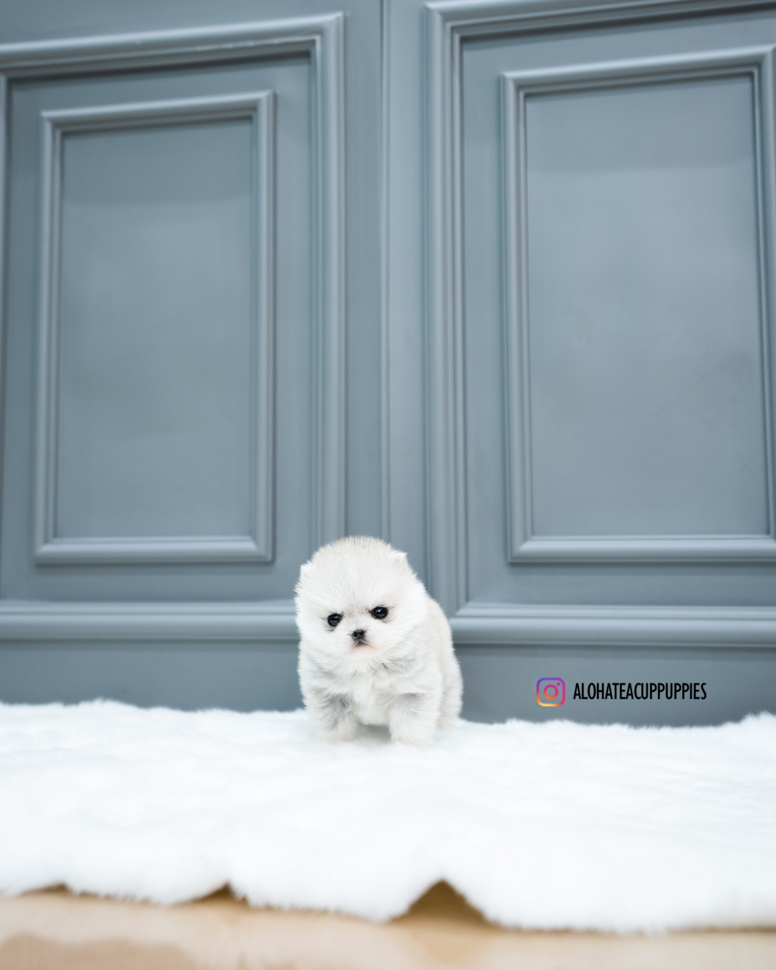 Lena [TEACUP Pomsky]