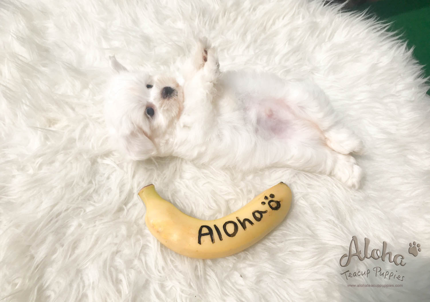 Lucky - [Maltese] - Sold to Beth De Campos