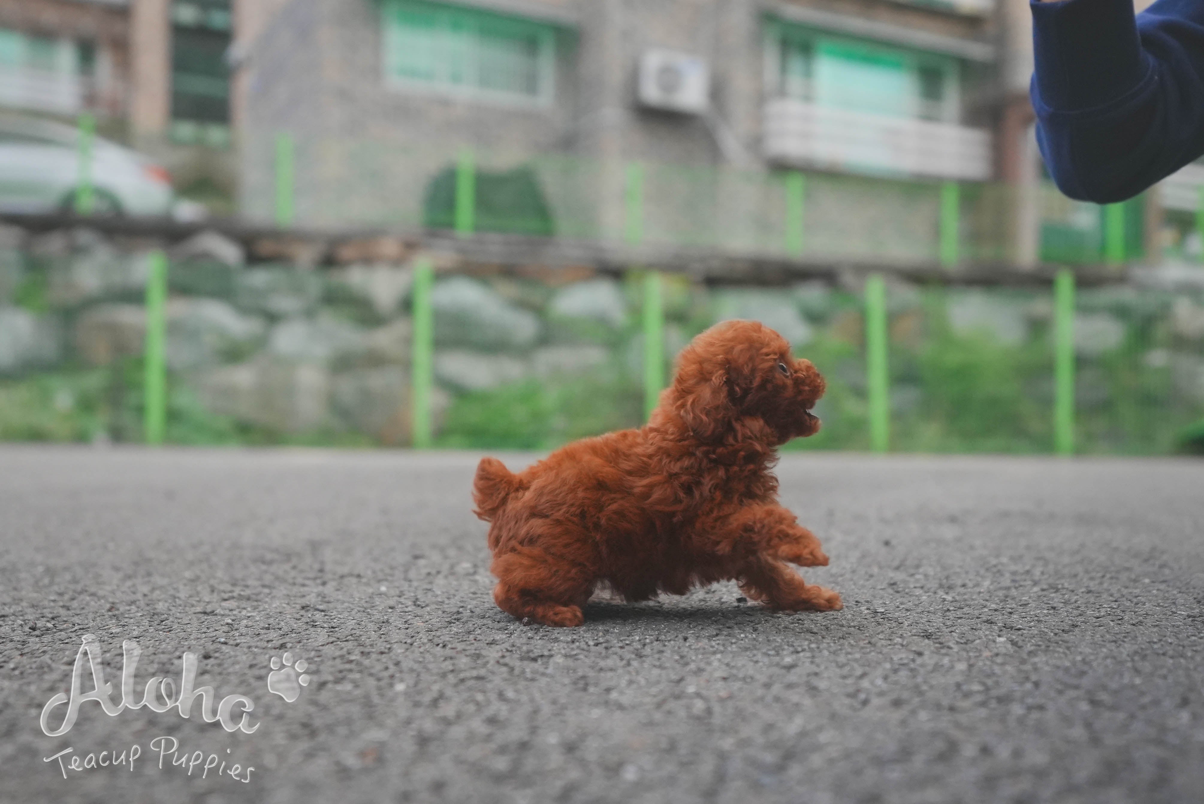 Cora [TEACUP POODLE]