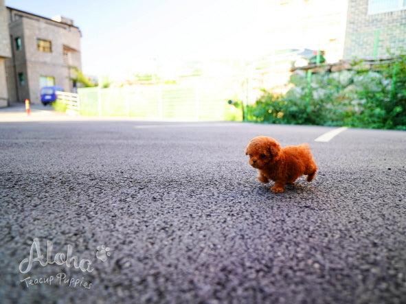 Pepsi [TEACUP POODLE]