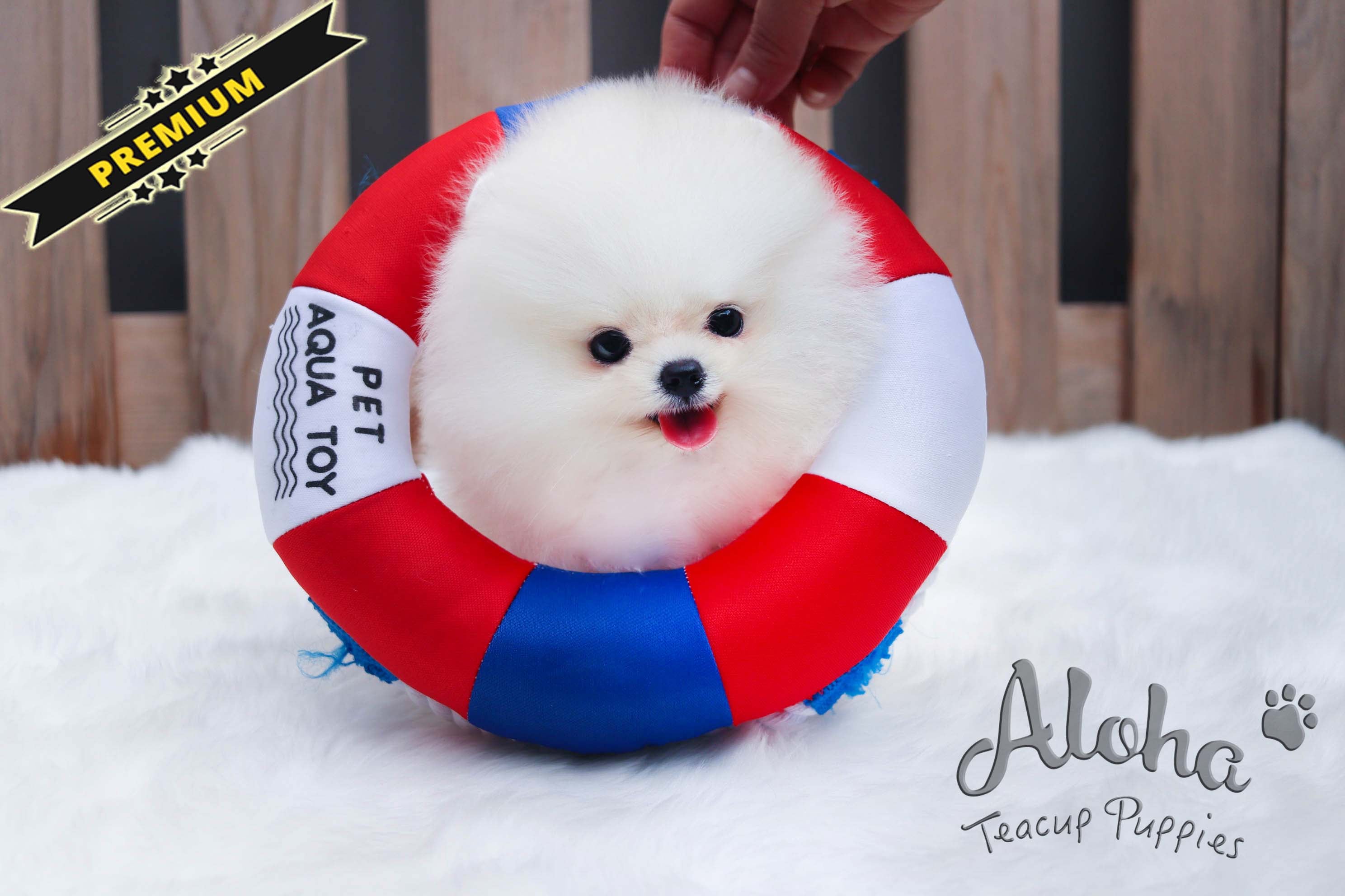 Vendido a Carlos, Lola [Pomerania mini]
