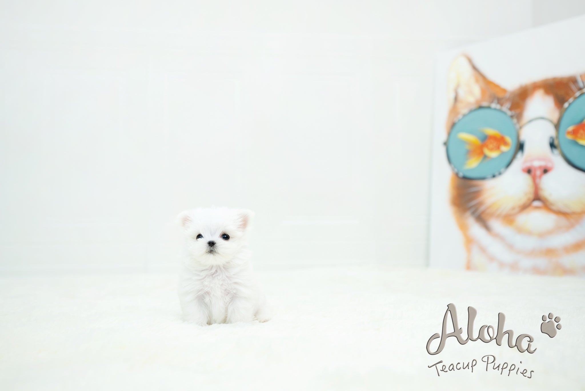 Chloe [TEACUP MALTESE]