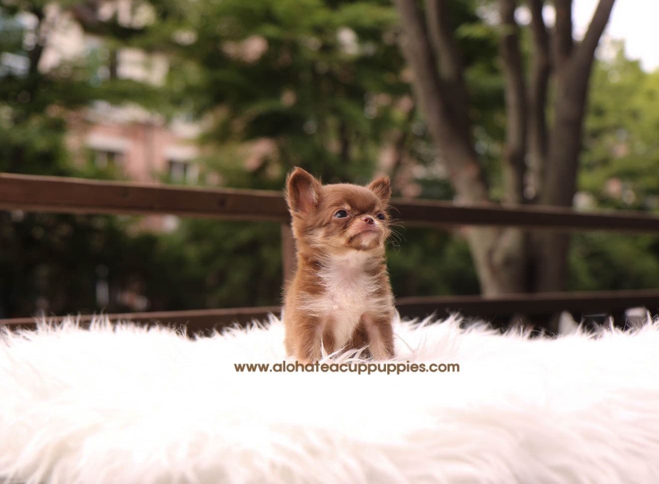 Woody - [Chihuahua] - Sold to Paul Buechele