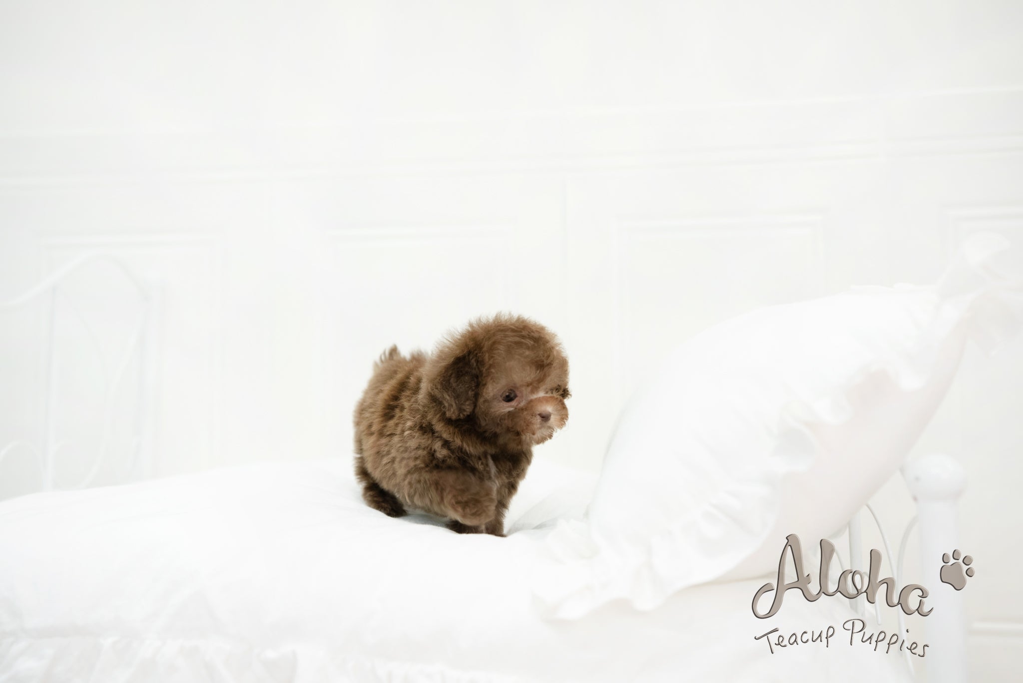 Lucy [TEACUP POODLE]