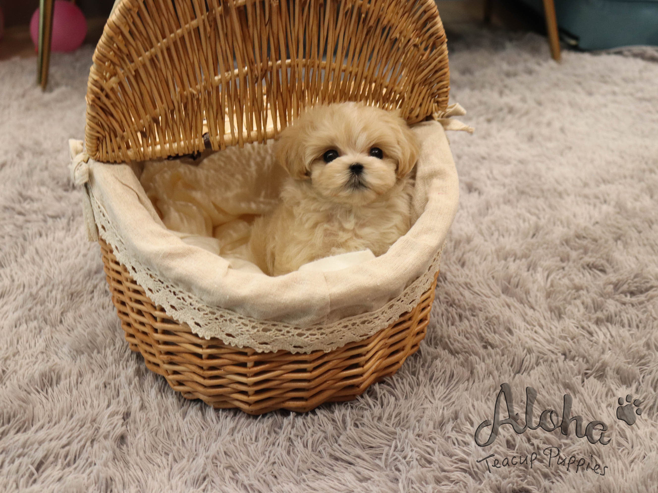 Mary [TEACUP MALTIPOO]