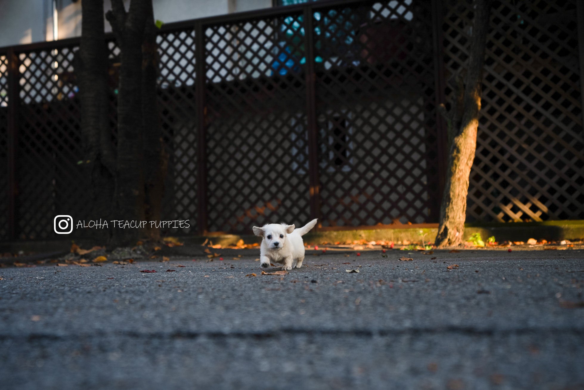 Lily [TEACUP DACHSHUND]